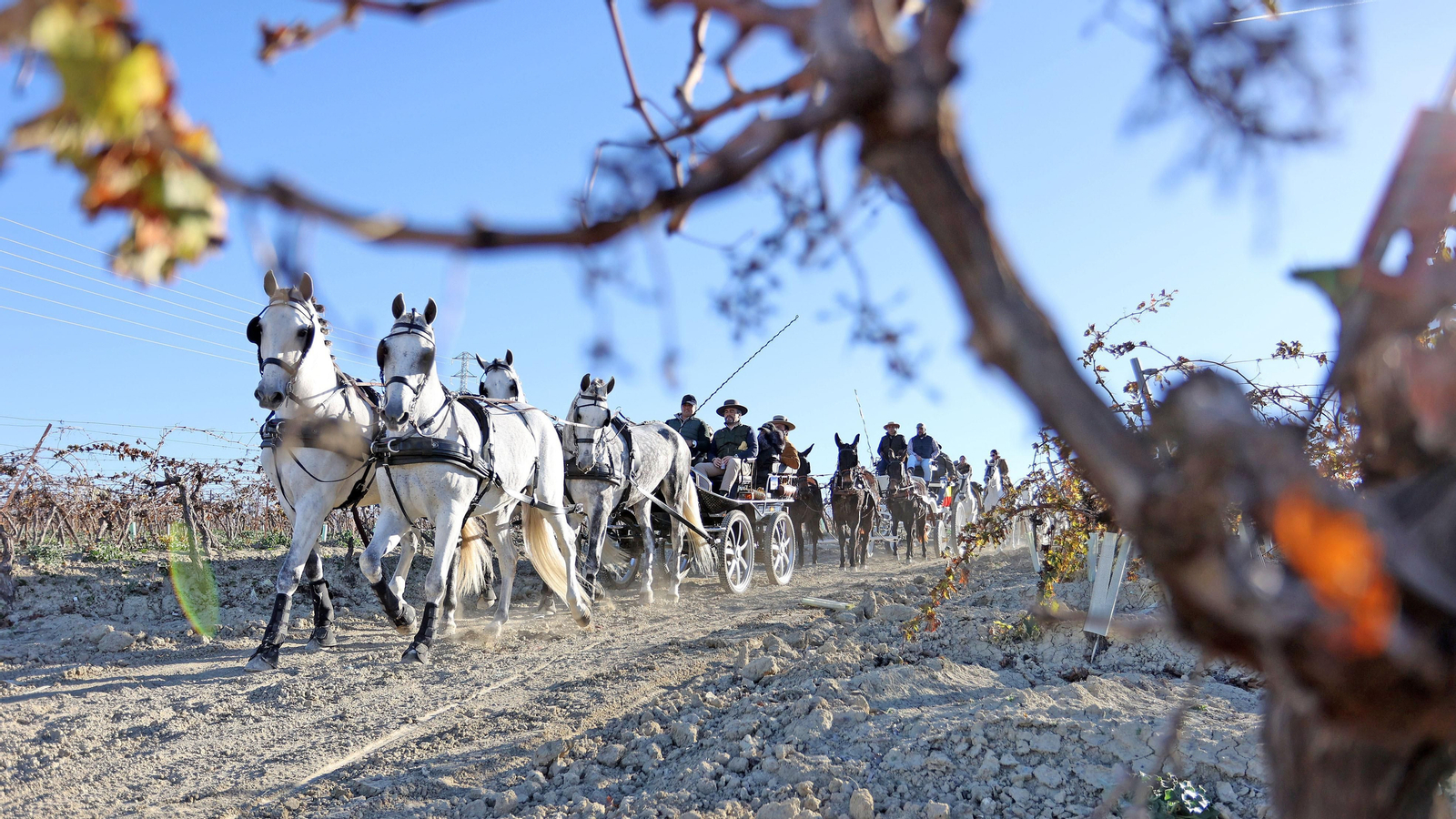 II Ruta Viñas de Jerez