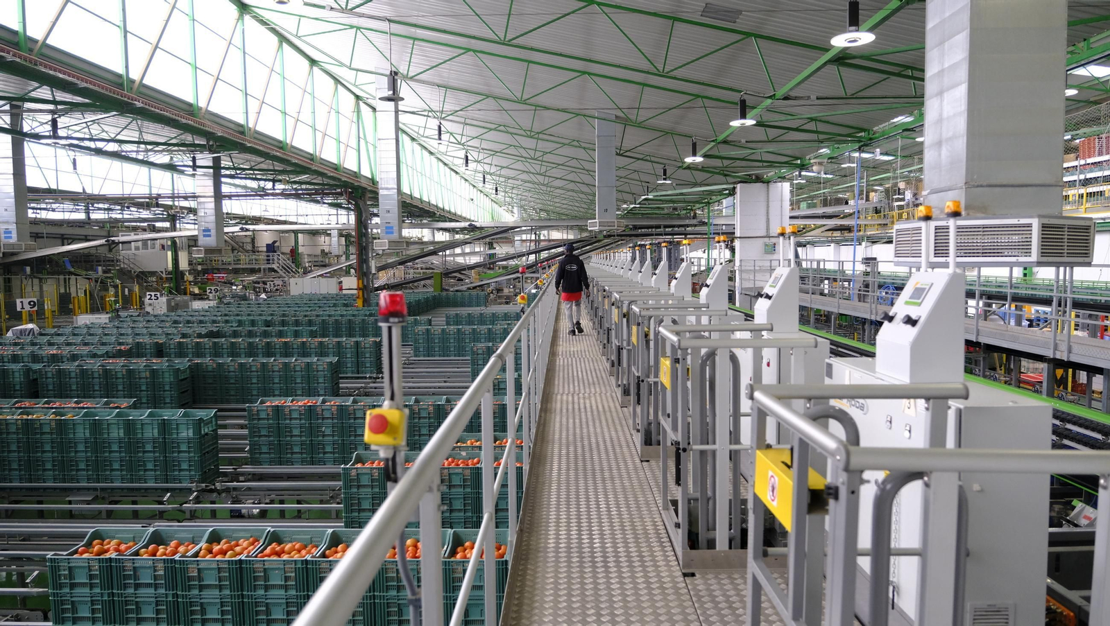 Tomates del campo almeriense para los lineales de los supermercados, en imágenes