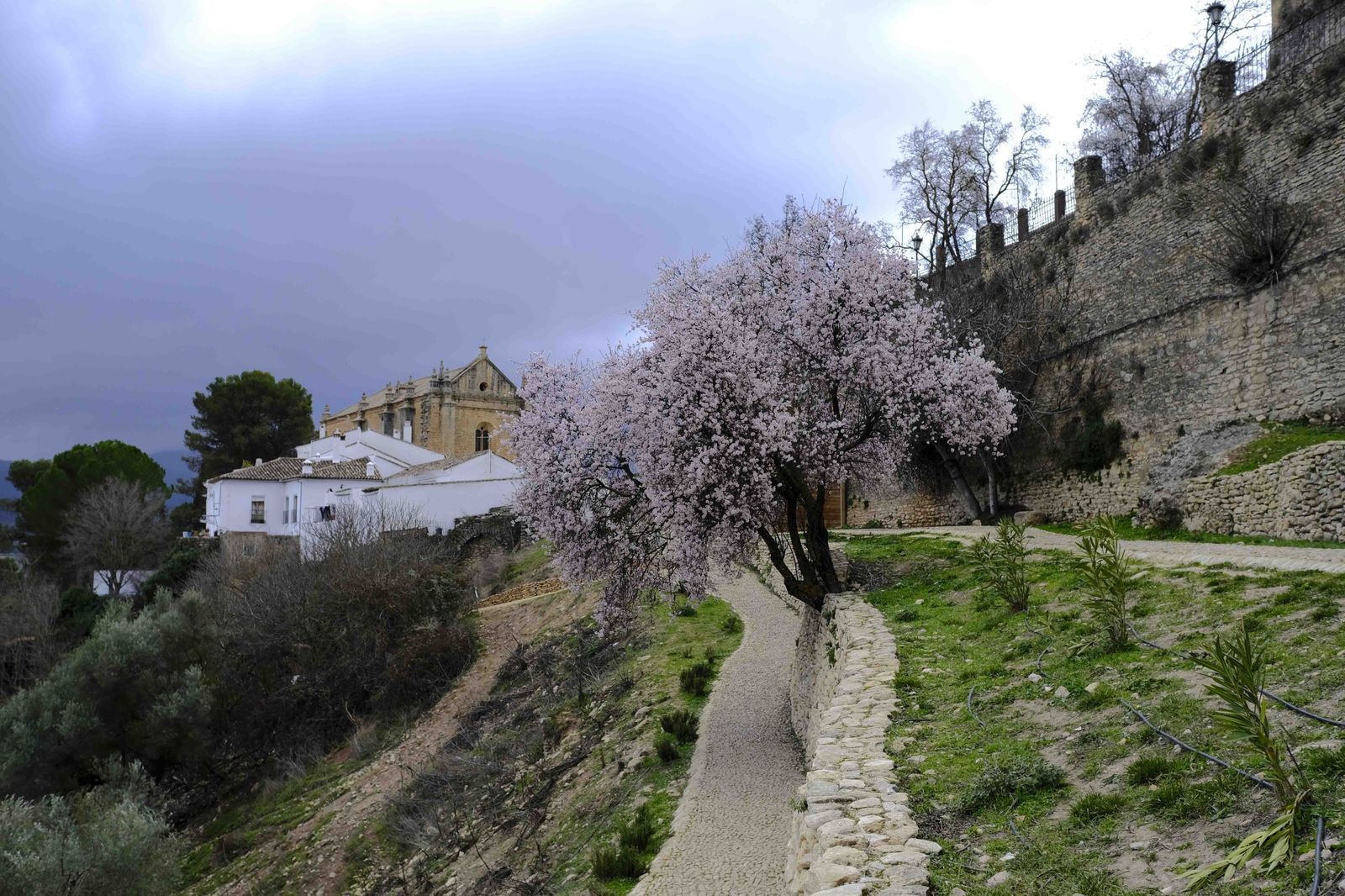 Así lucen los almendros del interior de Málaga en plena floración