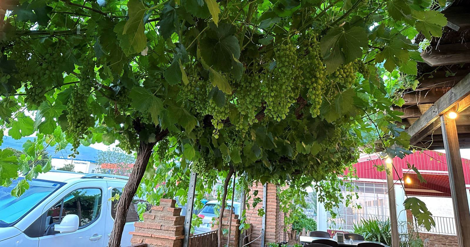 Doméstica y urbana frondosidad