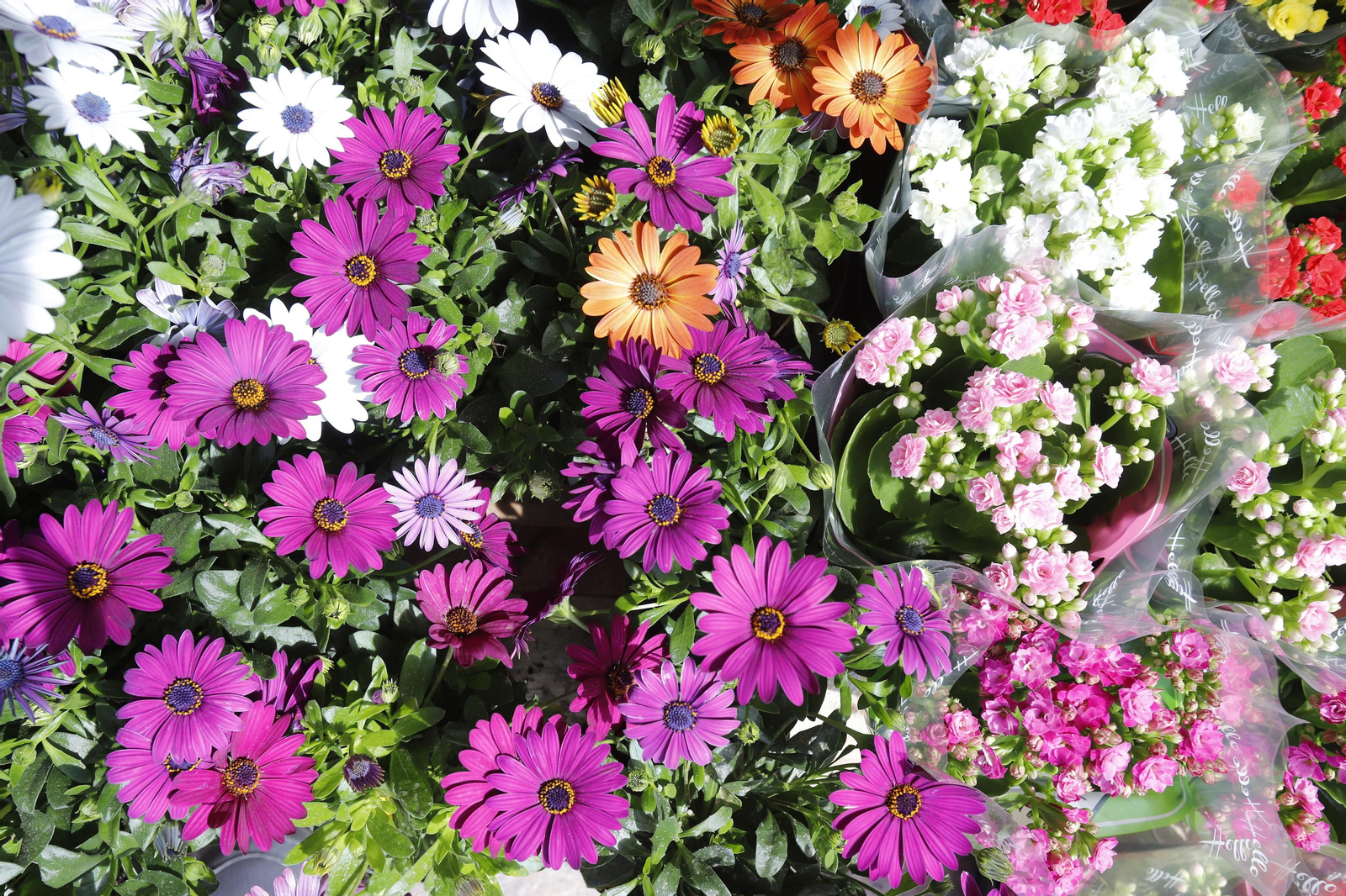 Imágenes del 'V Mercado de Flores y Plantas de Huelva' en la Plaza de Las Monjas