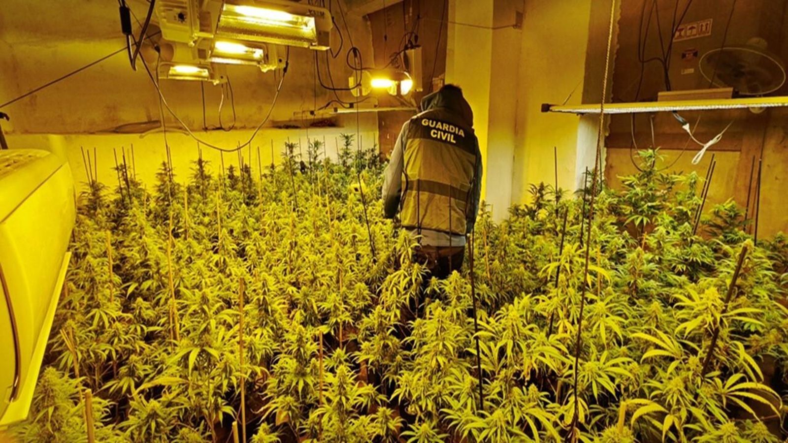 Plantación de marihuana.