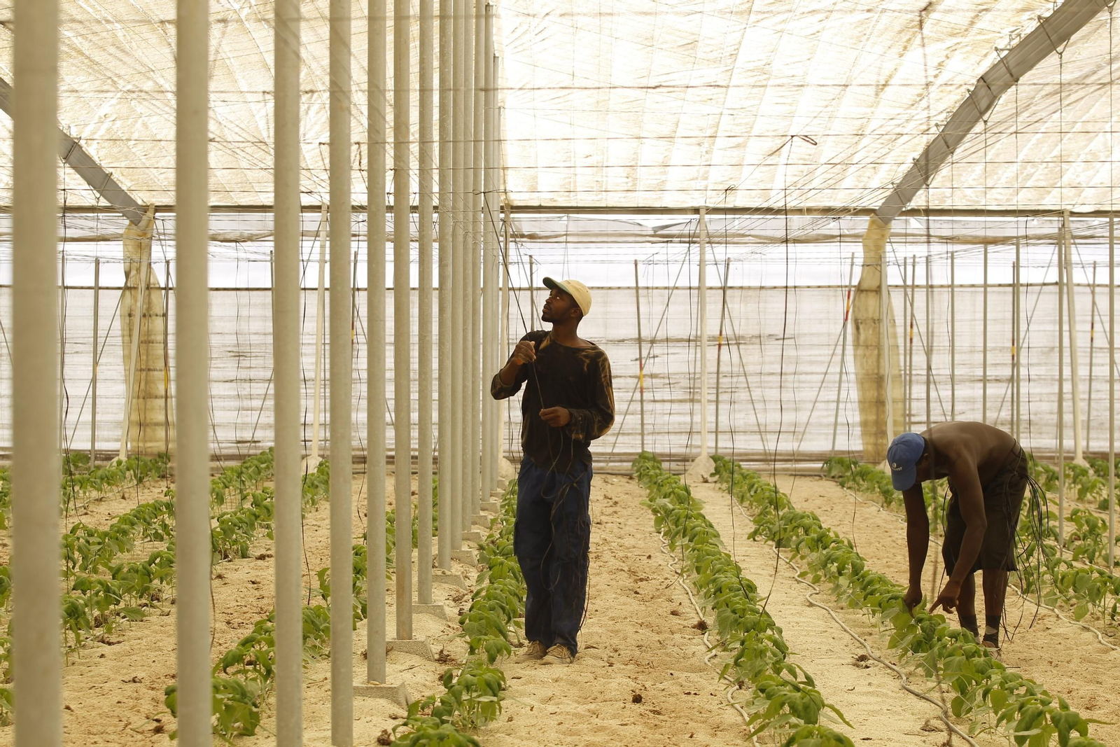 El pimiento fue uno de los cultivos más afectados por el virus de ‘spotted’ al inicio de los años 90 en la provincia de Almería.