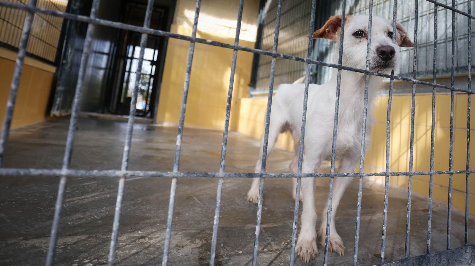 Centro de Protección Animal de Jerez