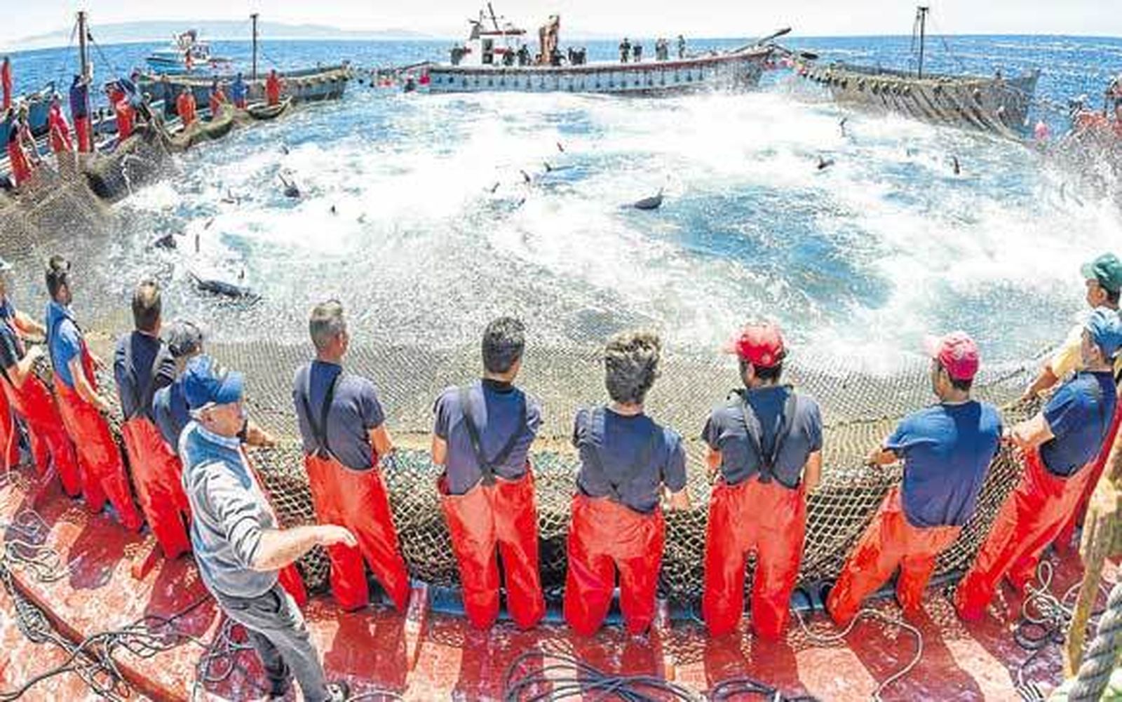 Momento de una levantá en la almadraba de Barbate. /Julio González