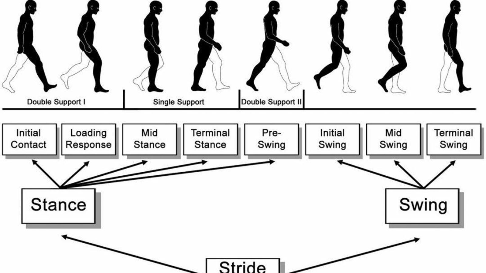 El estudio afirma que entre la fase denominada Load response y la fase Pre-swing, aumentan el tiempo significativamente en los casos de obesidad.