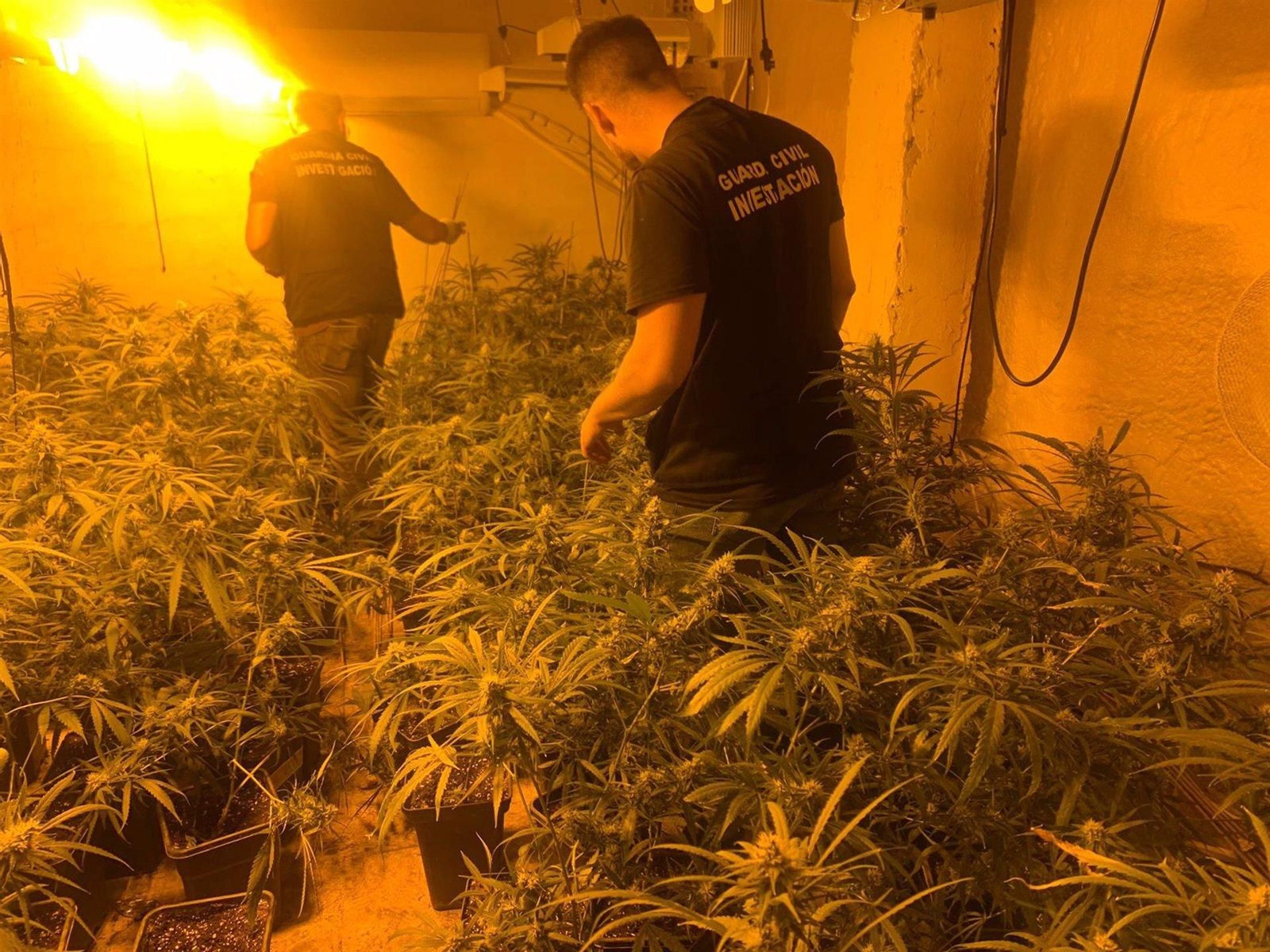 Imagen de una plantación de marihuana intervenida por la Guardia Civil