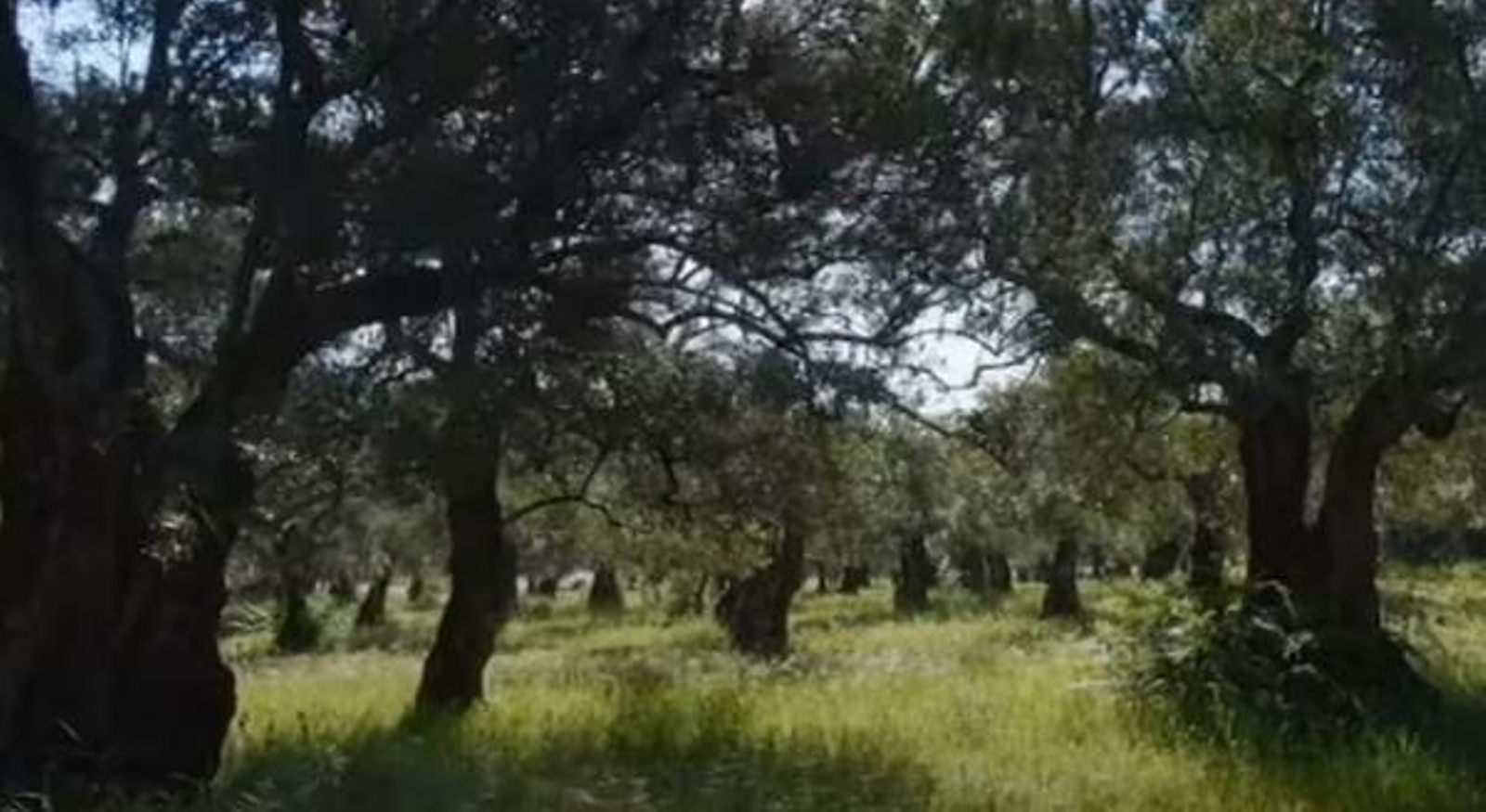 Fotograma del documental 'El paisaje del olivar'.