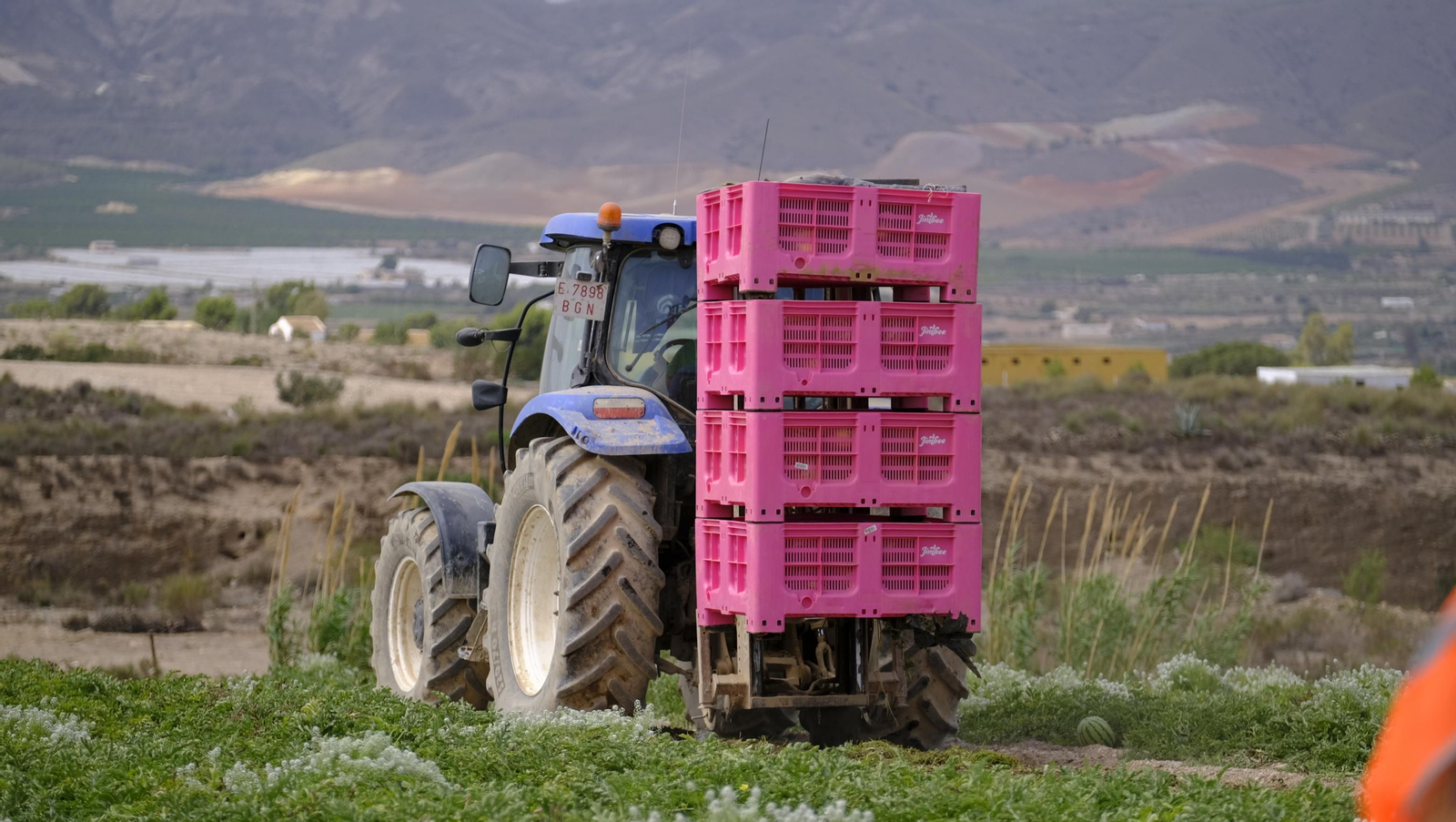 La sandía y el melón de Huércal Overa, manjares en imágenes