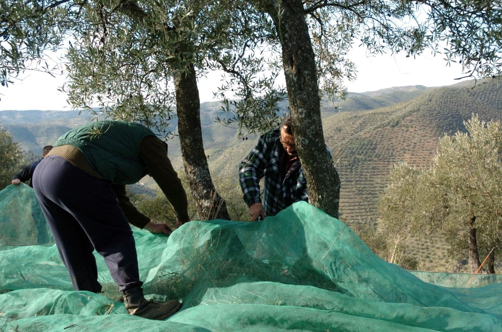 Dos jornaleros durante la recolección de la aceituna en Córdoba.