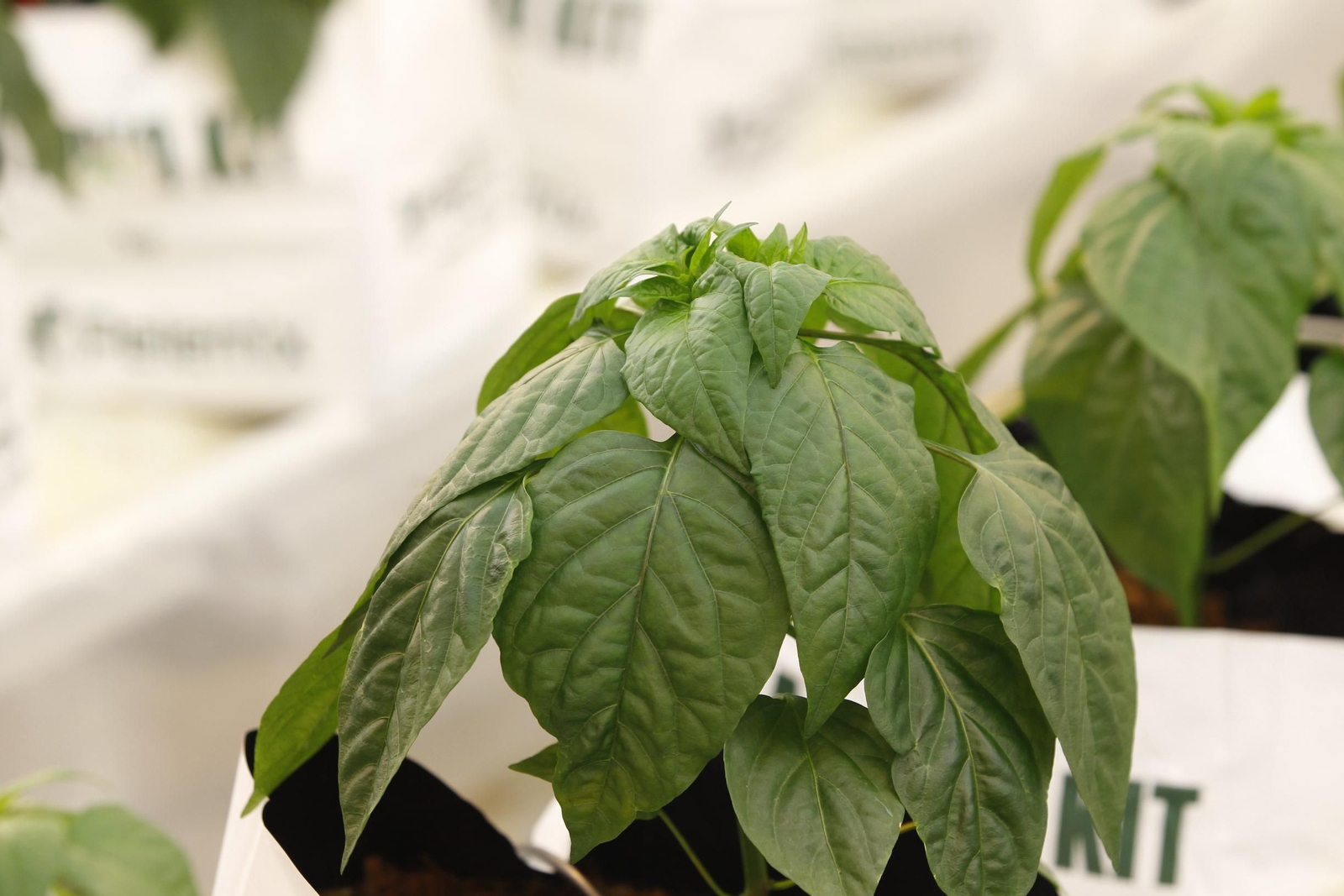 Fotogalería presentación resultados Bayer