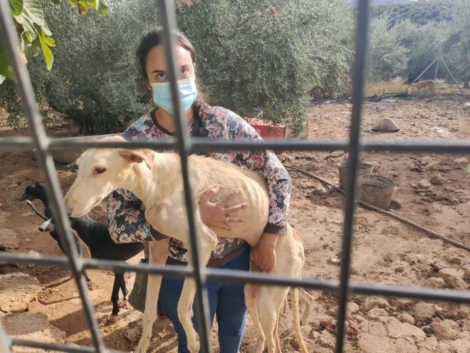 La 'finca de los horrores' donde se maltrataba a perros de caza en Cabra, en imágenes
