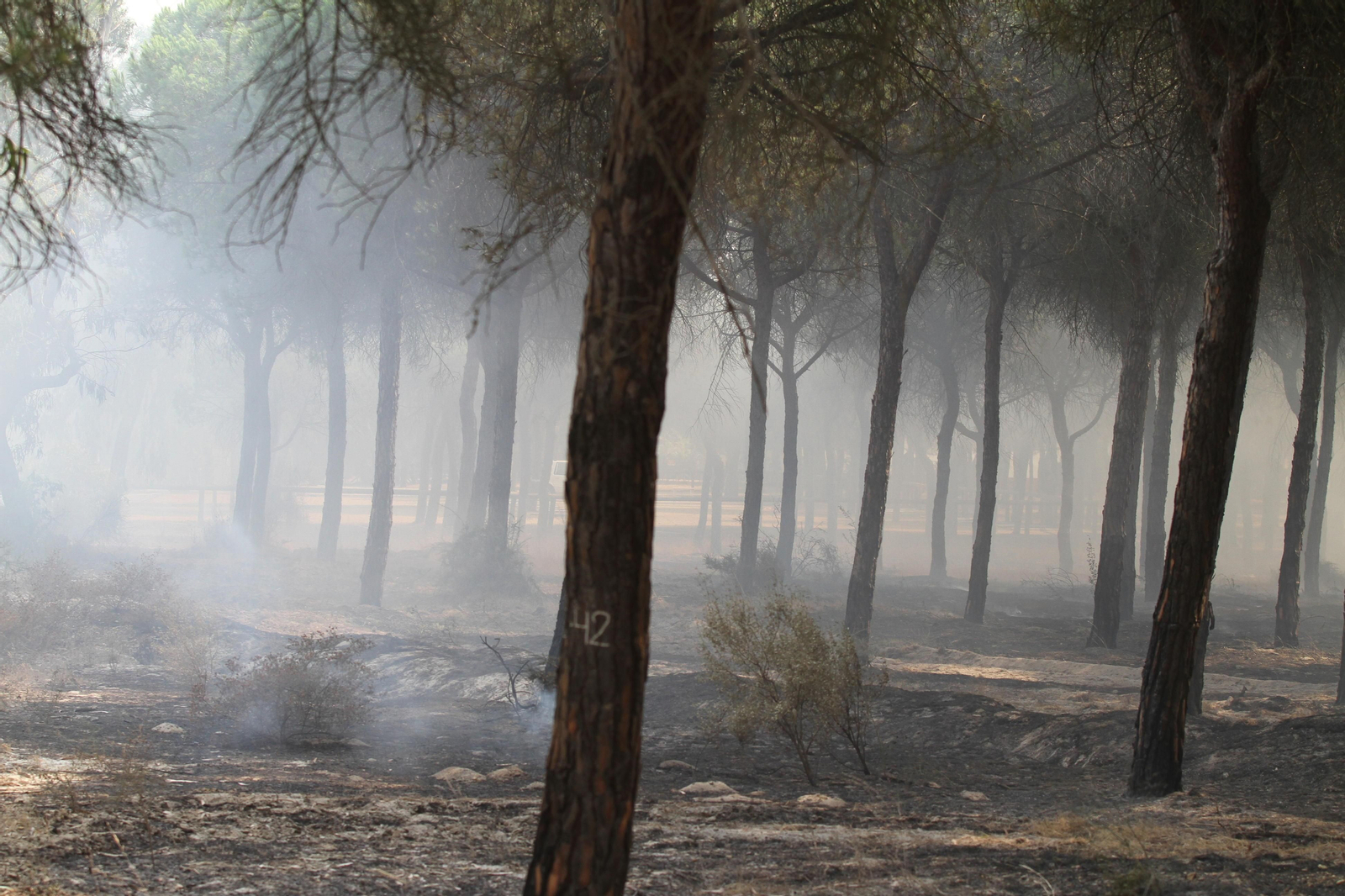 Las imágenes del incendio en Moguer y Mazagón