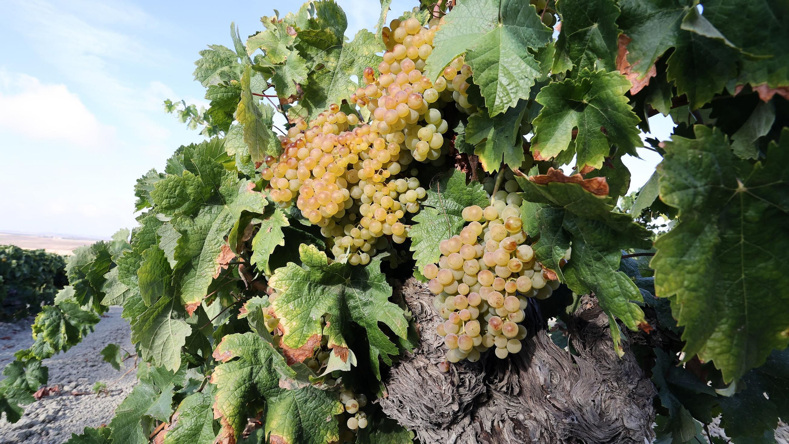 Vendimia de Cayetano del Pino en Jerez