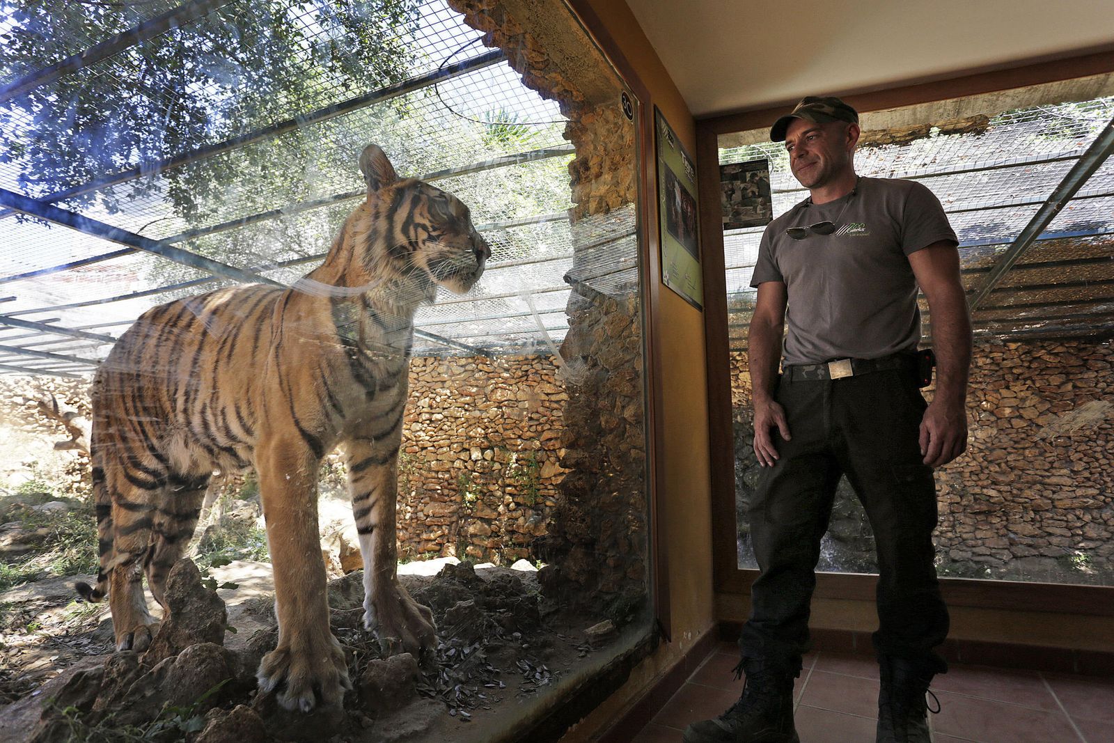 Un ejemplar de tigre junto a un empleado del zoo en una imagen de archivo.