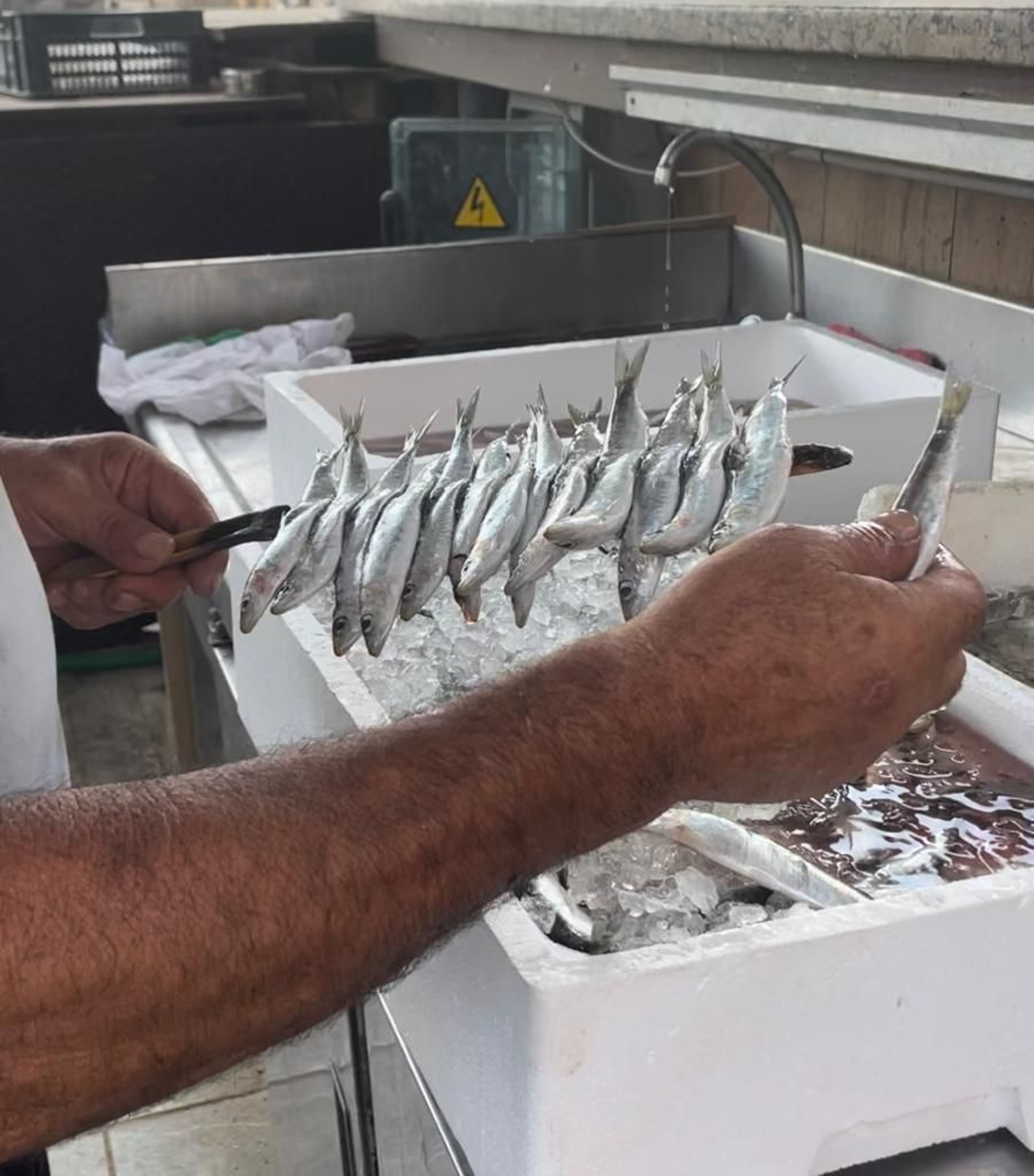 Ensartando  las sardinas en la caña