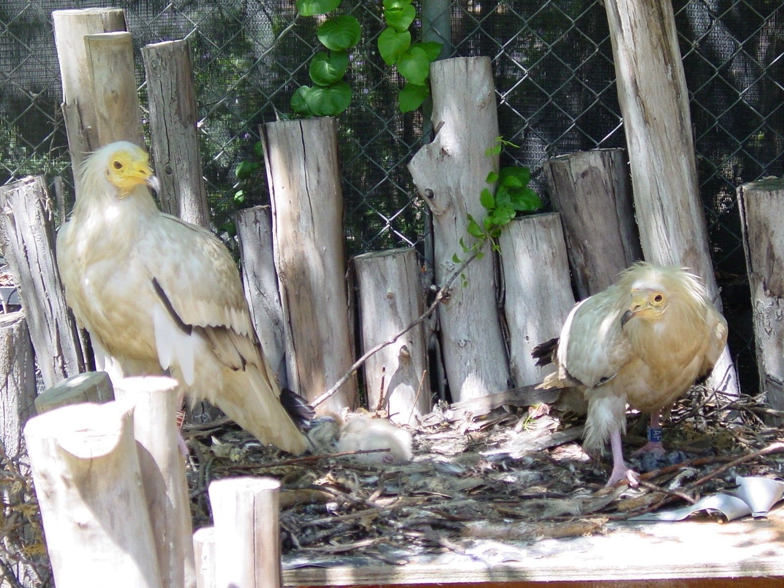 Dos alimoches en el zoobotánico jerezano.