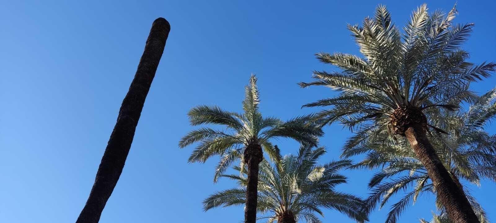 Cae la copa de una palmera en San Mateo