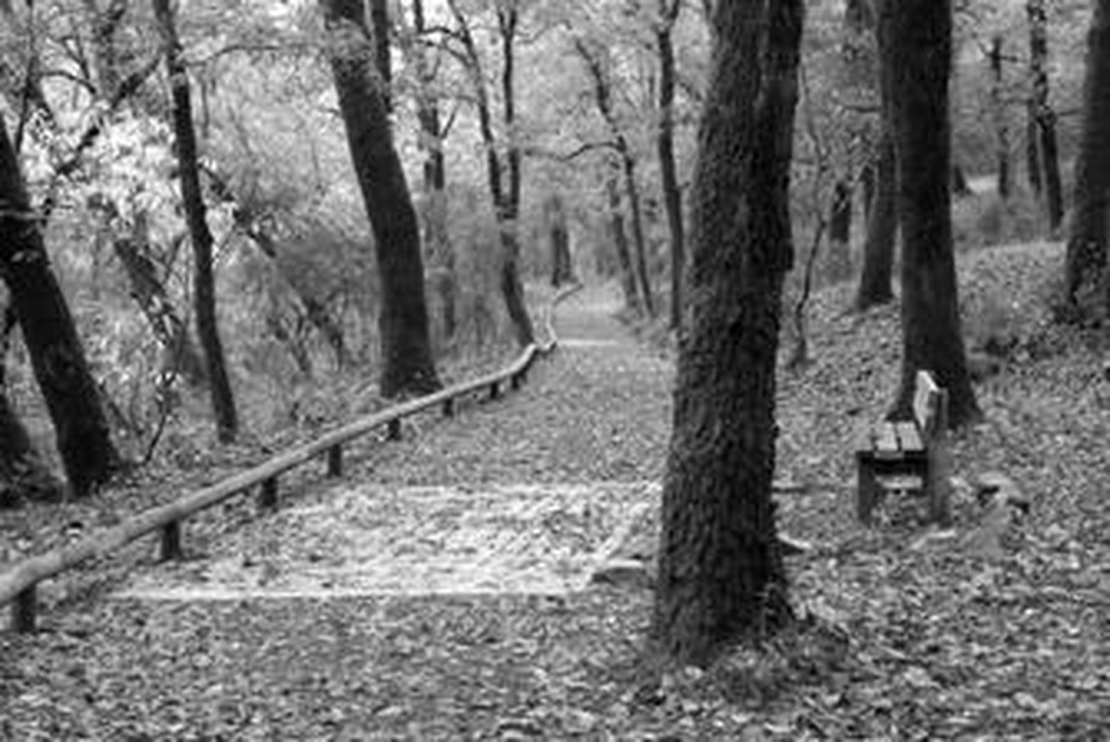 El sendero que cruza la finca El Palancar, junto a la A-381.