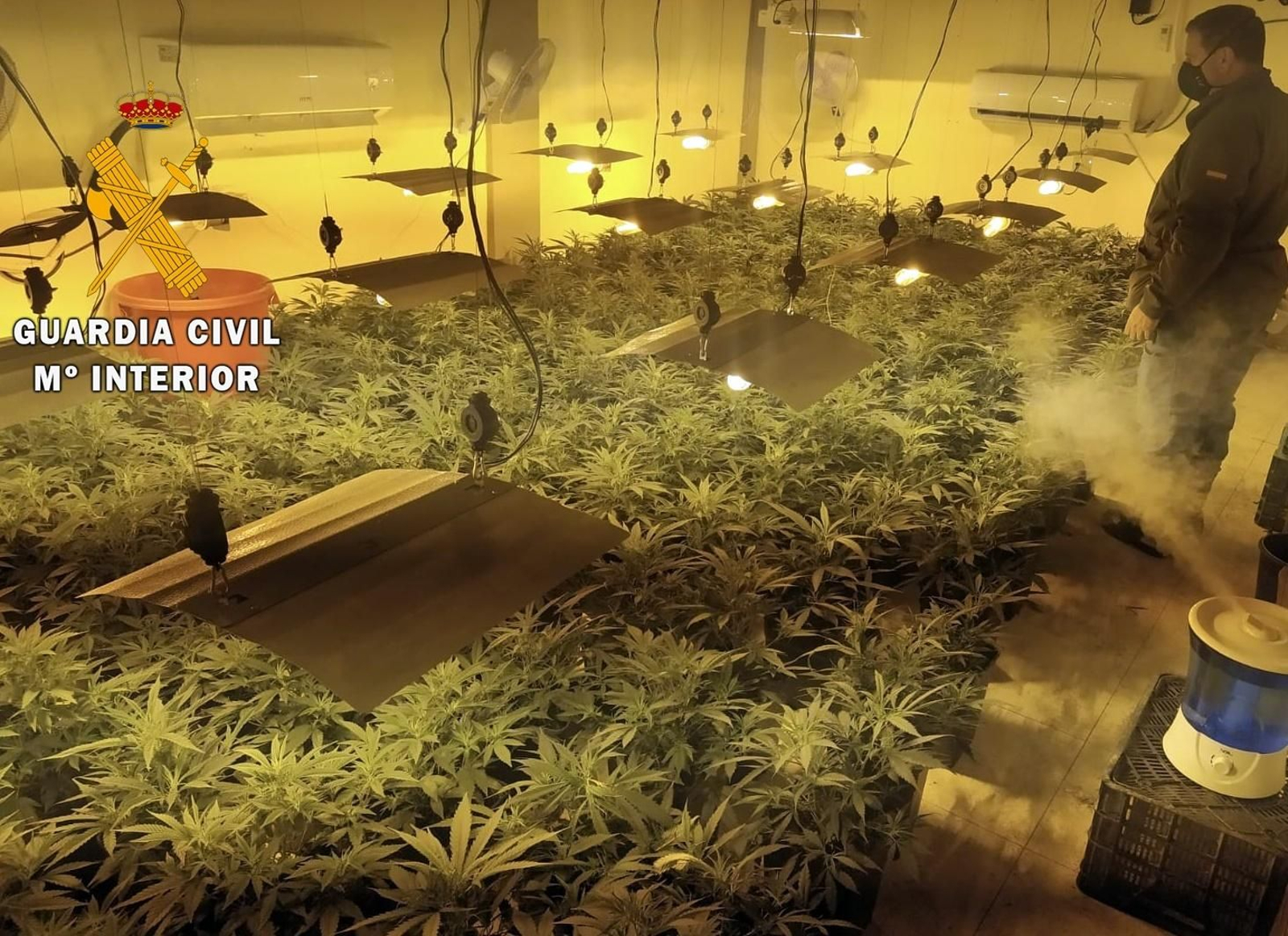 Cultivo ilegal de marihuana en  una vivienda de Tabernas.