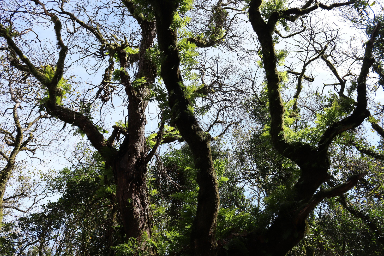 Fotos de la flora y fauna del Parque Natural de Los Alcornocales