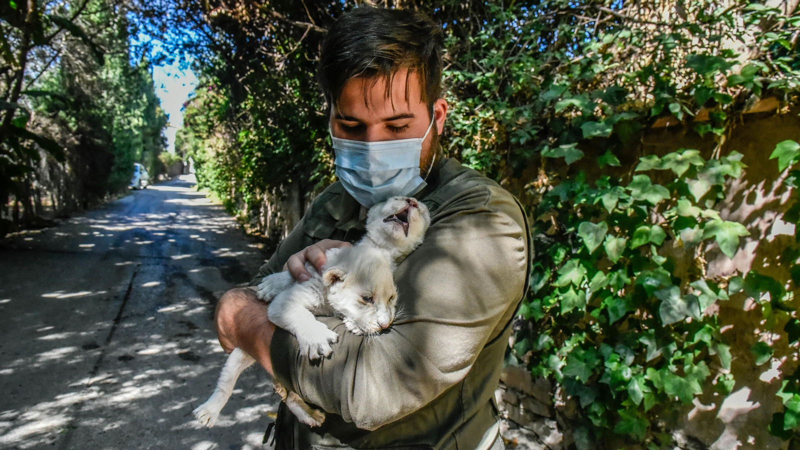 Las fotos de los chachorros de leones blancos de Jimena