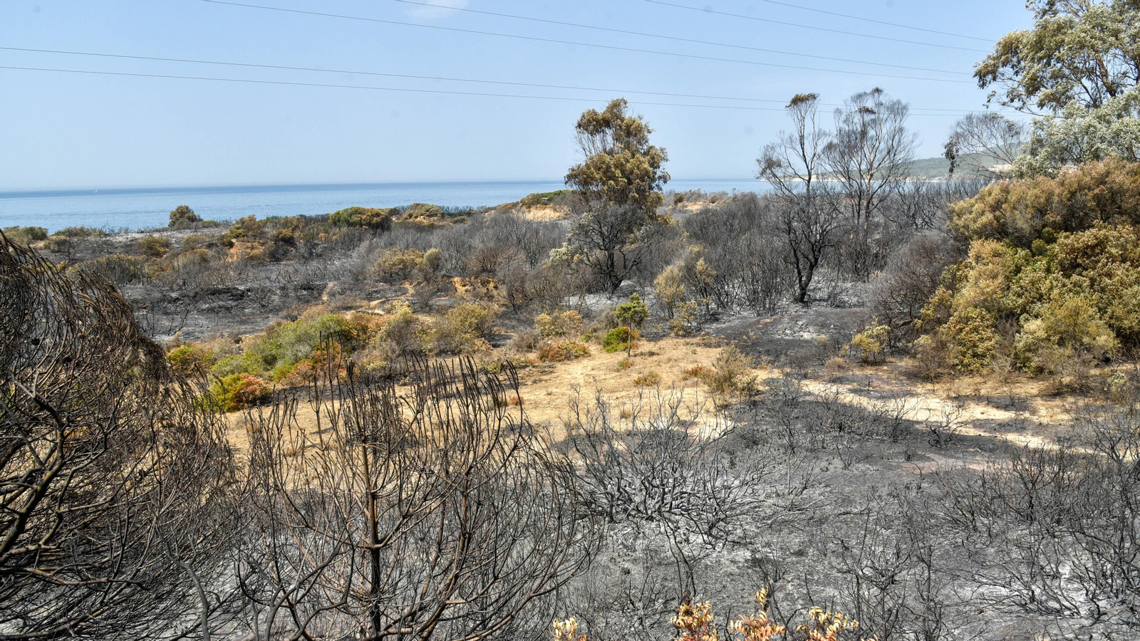Fotos del incendio de Valdevaqueros que arrasó con 11 hectáreas de Parque Natural del Estrecho Las fotos de la zona afectada por el incendio de Valdevaqueros