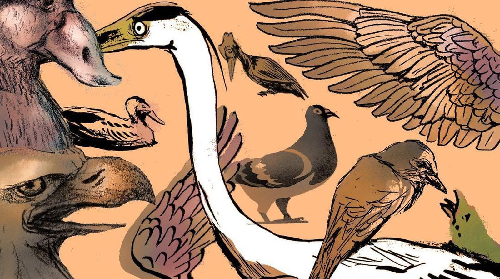 La simbología de las aves y el cambio climático
