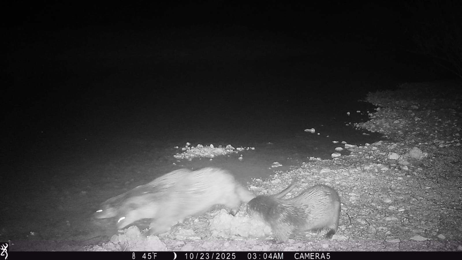 La familia de nutrias avistada en las canteras de  San Gaspar y Casa Colorada, junto a la Laguna de Medina.