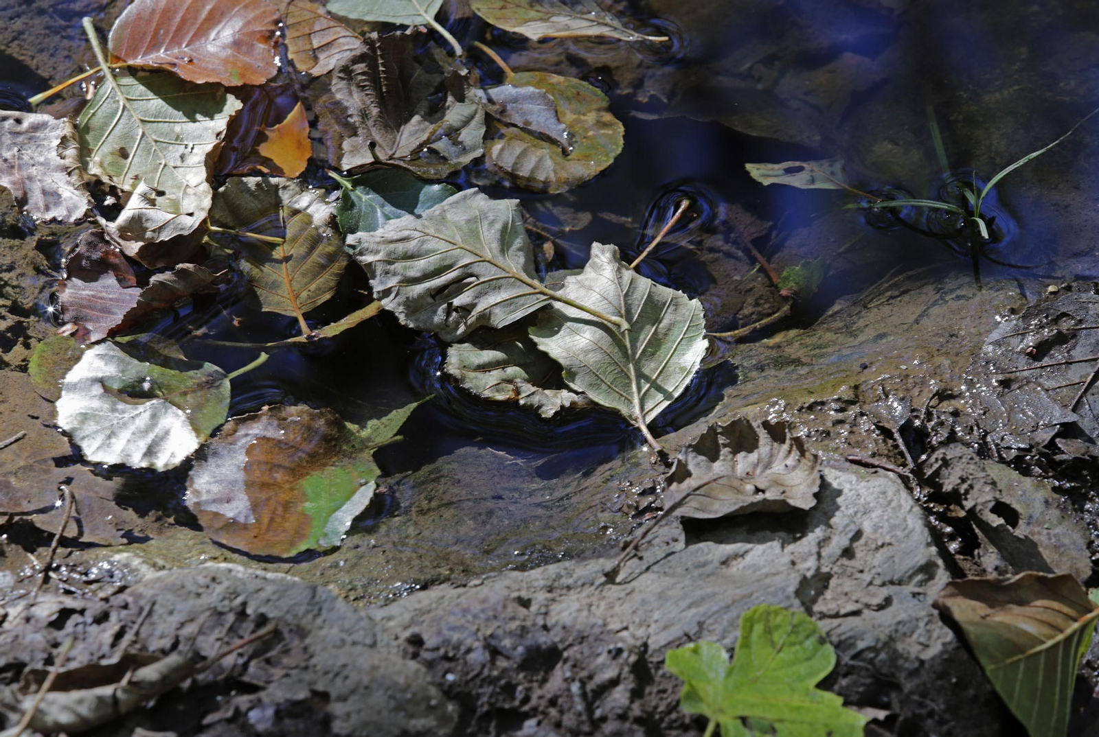 Ruta de Senderismo Charco Malo
