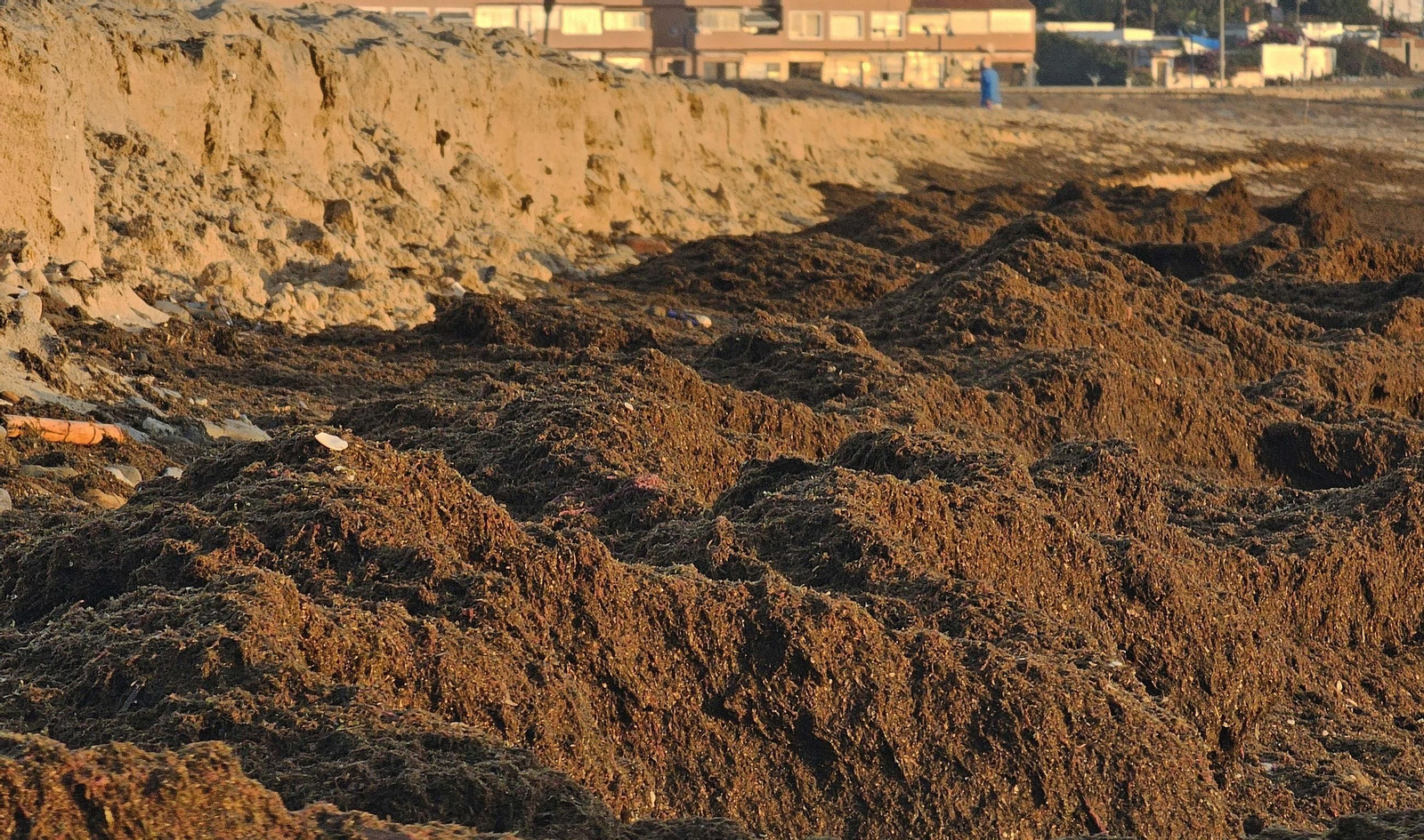 Fotos del nuevo arribazón de alga asiática en la playa de Getares de Algeciras