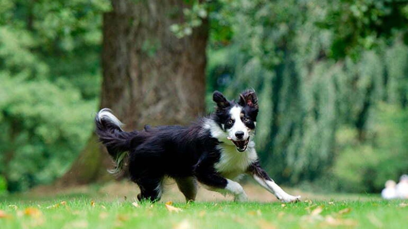 border collie