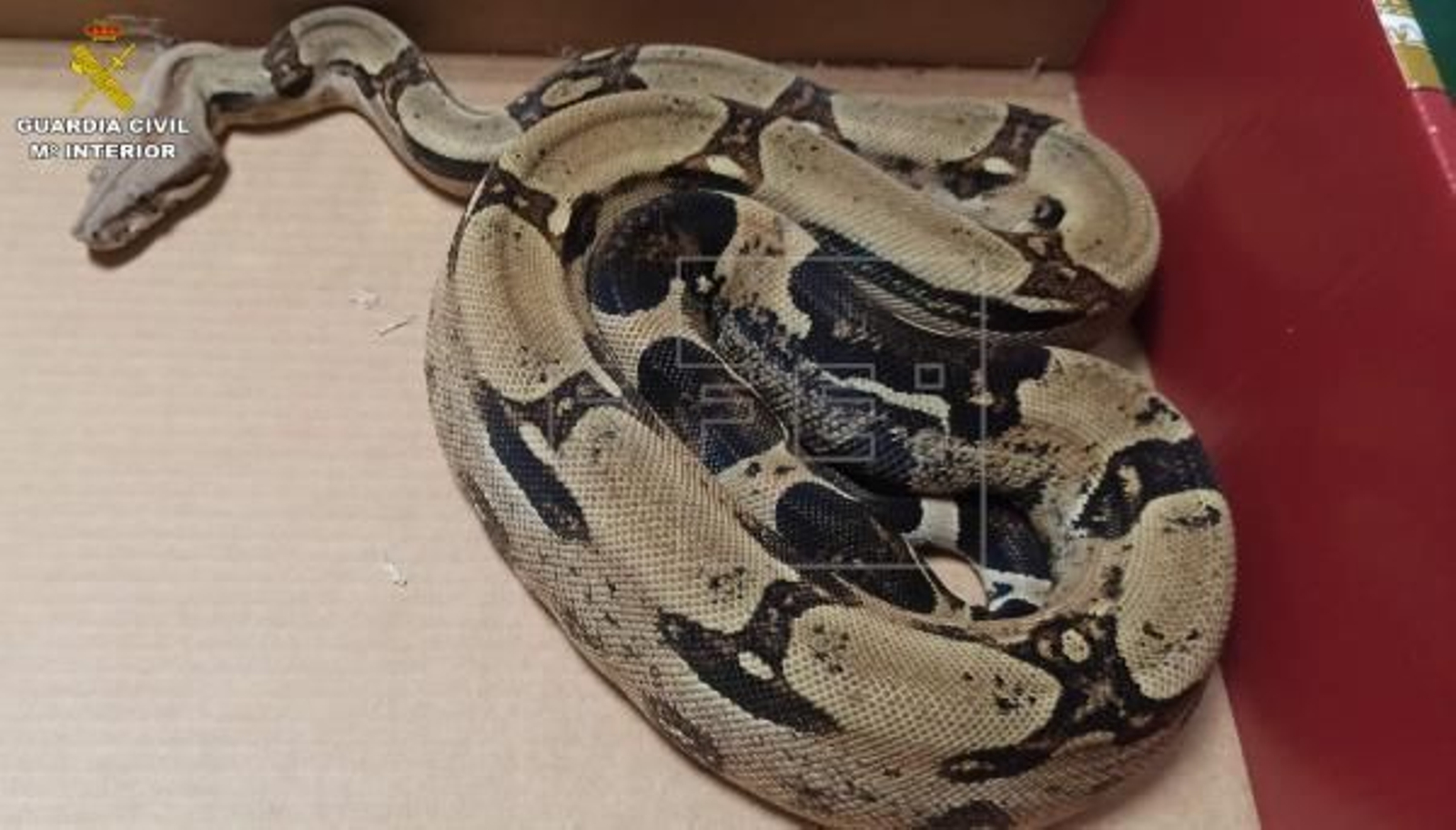 Buscan a una boa constrictor que escapó de su terrario en Palencia