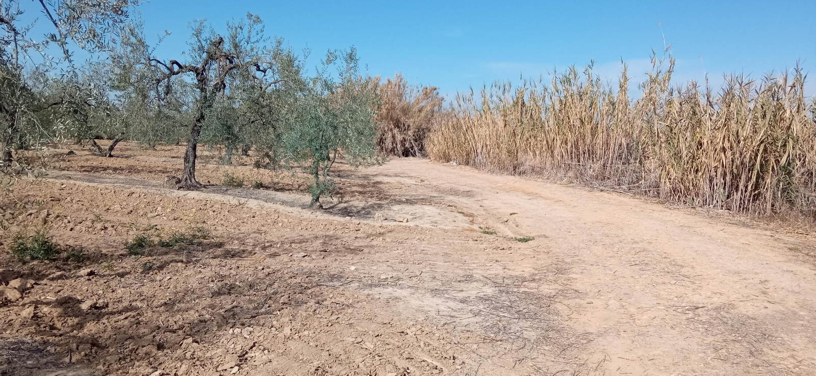 Las imágenes de la ruta de la dehesa de Albaida del Aljarafe