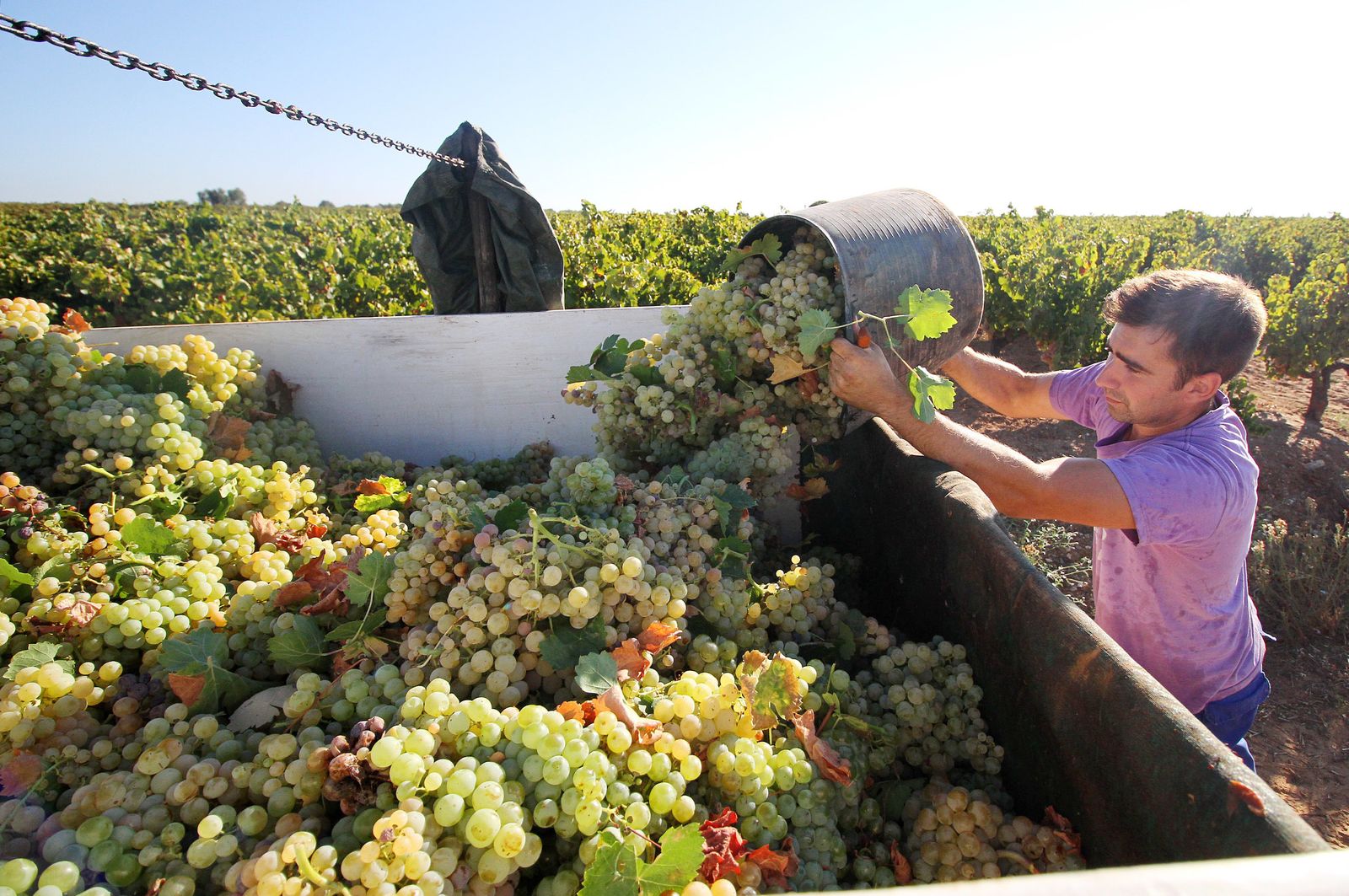 Imágenes de la vendimia en el Condado de Huelva.