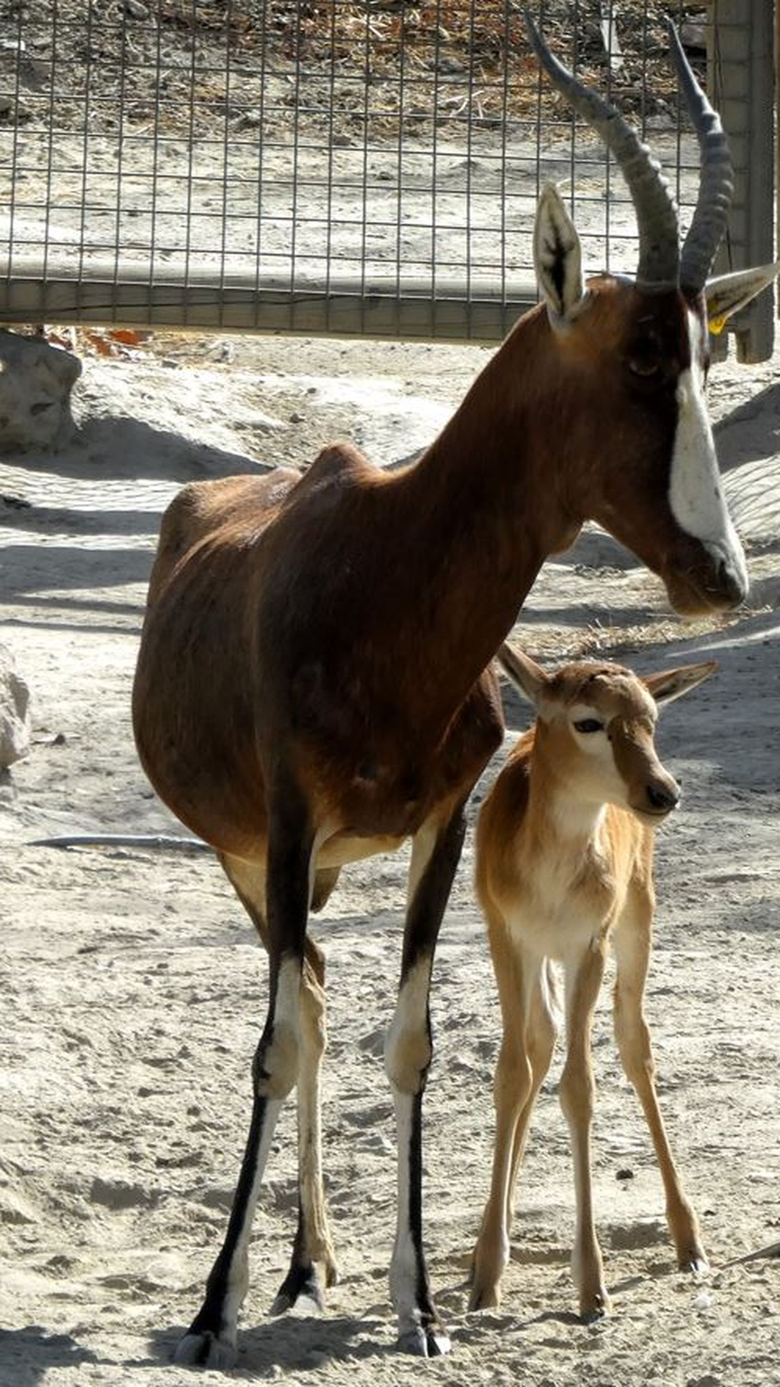 La mamá y su cría se han ganado el cariño de cuidadores y de visitantes.