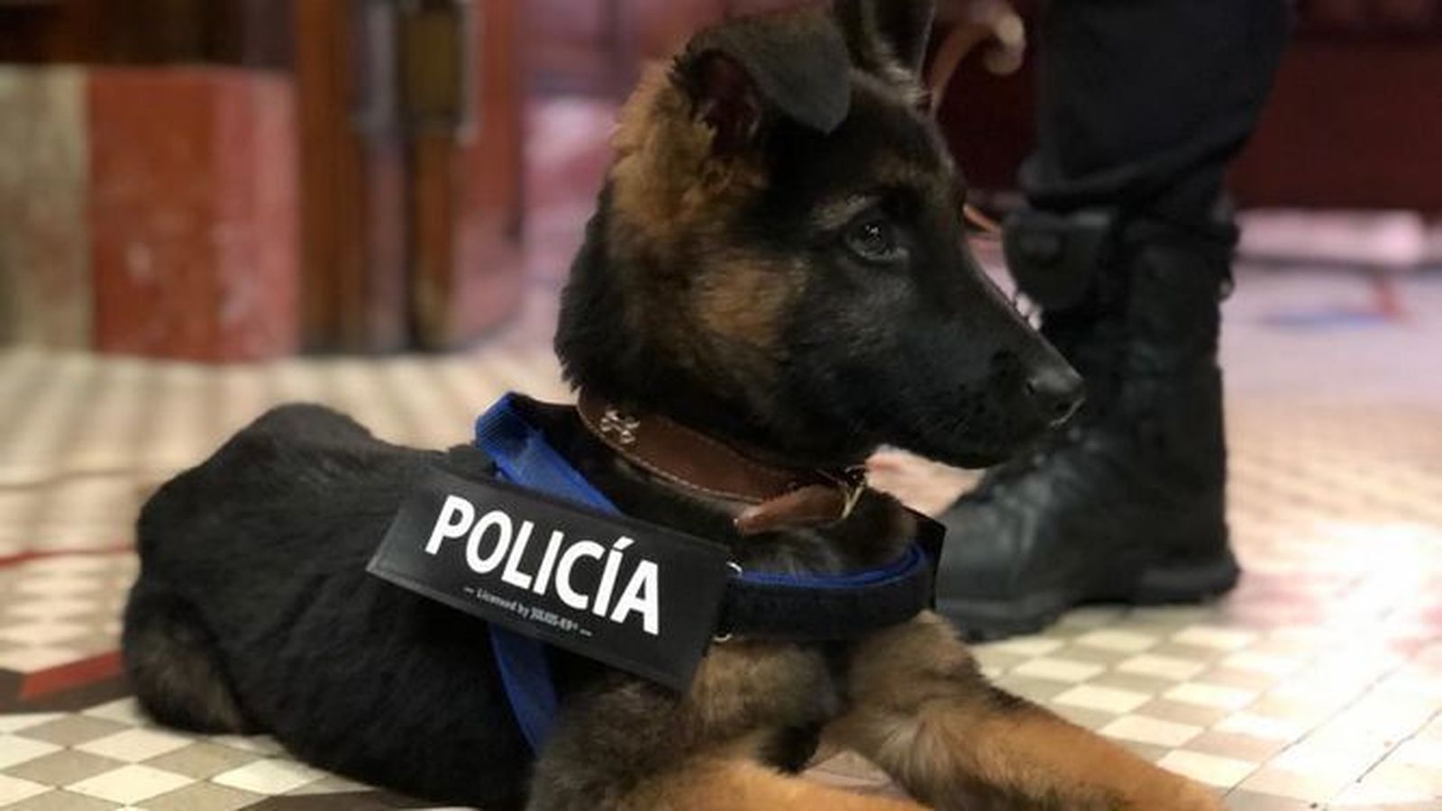 El perro Stan Lee que también participó en la Cabalgata de Reyes Magos.