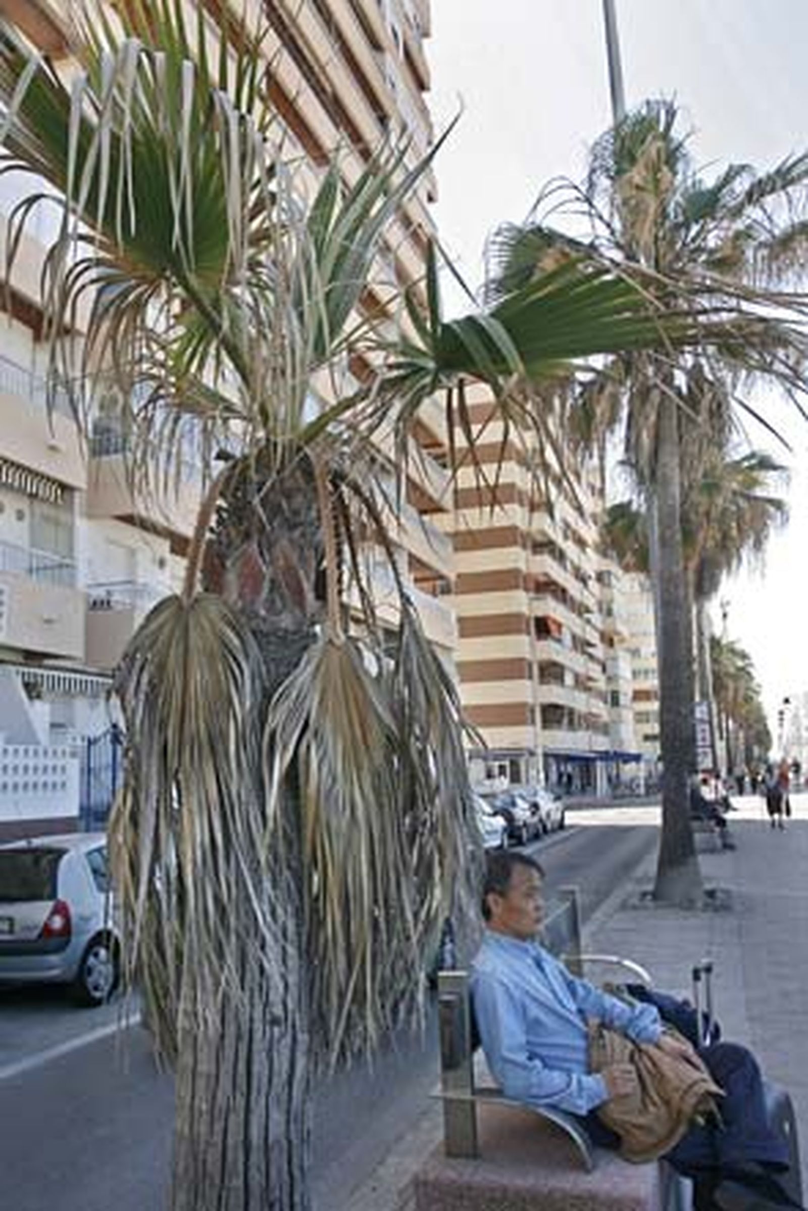 Decenas de operarios se afanan estos días por dejar la zona estrella del verano gaditano en perfecto estado./Joaquín Pino

Foto: Joaquin Pino