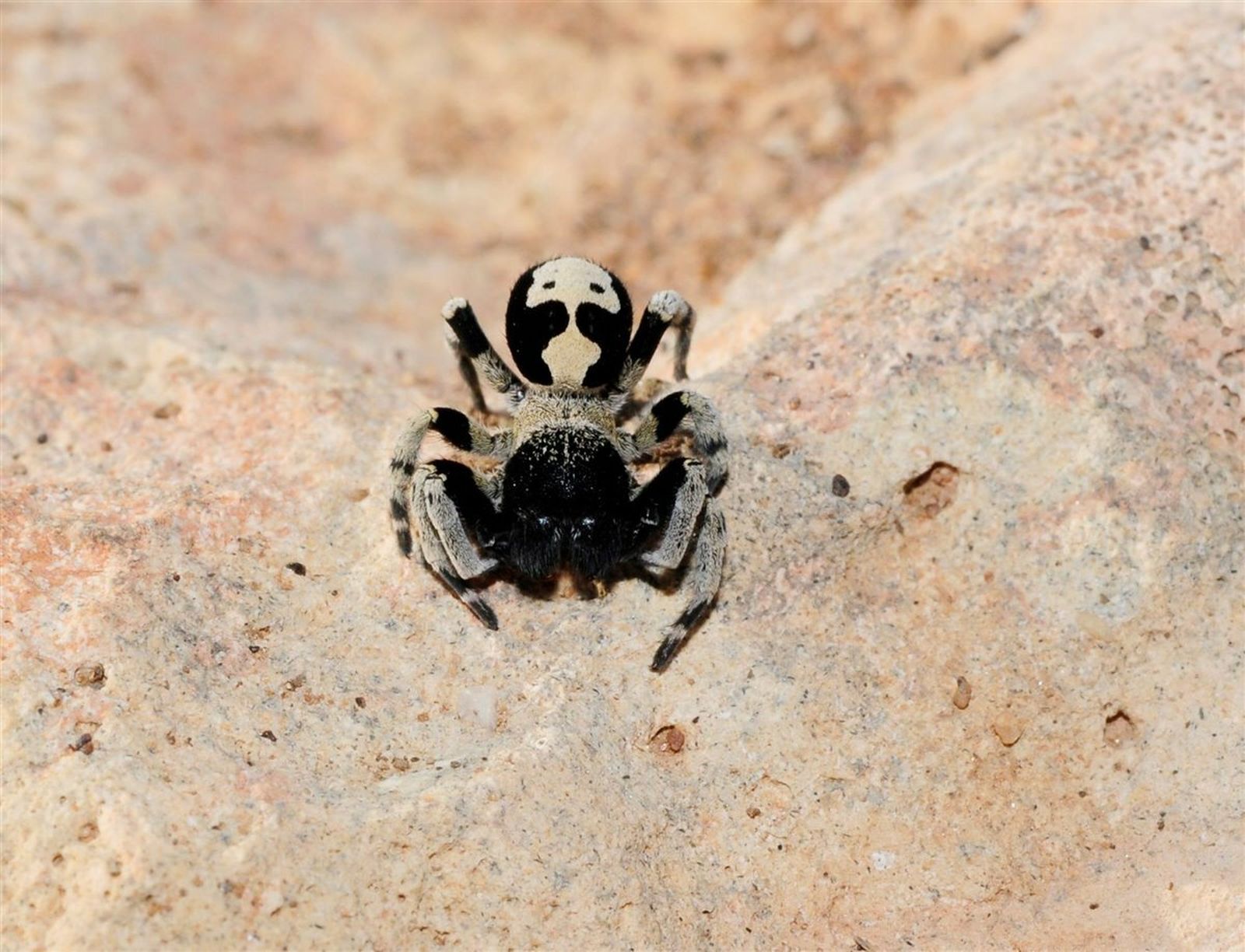Loureedia colleni, especie de araña única que está sufriendo el aumento de los invernaderos en la provincia.