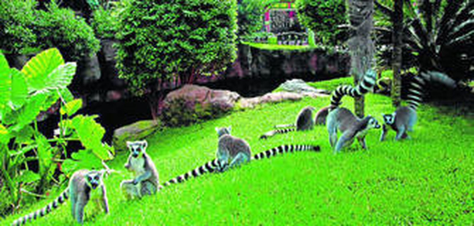 Los lemúres de cola rayada en Bioparc Fuengirola.