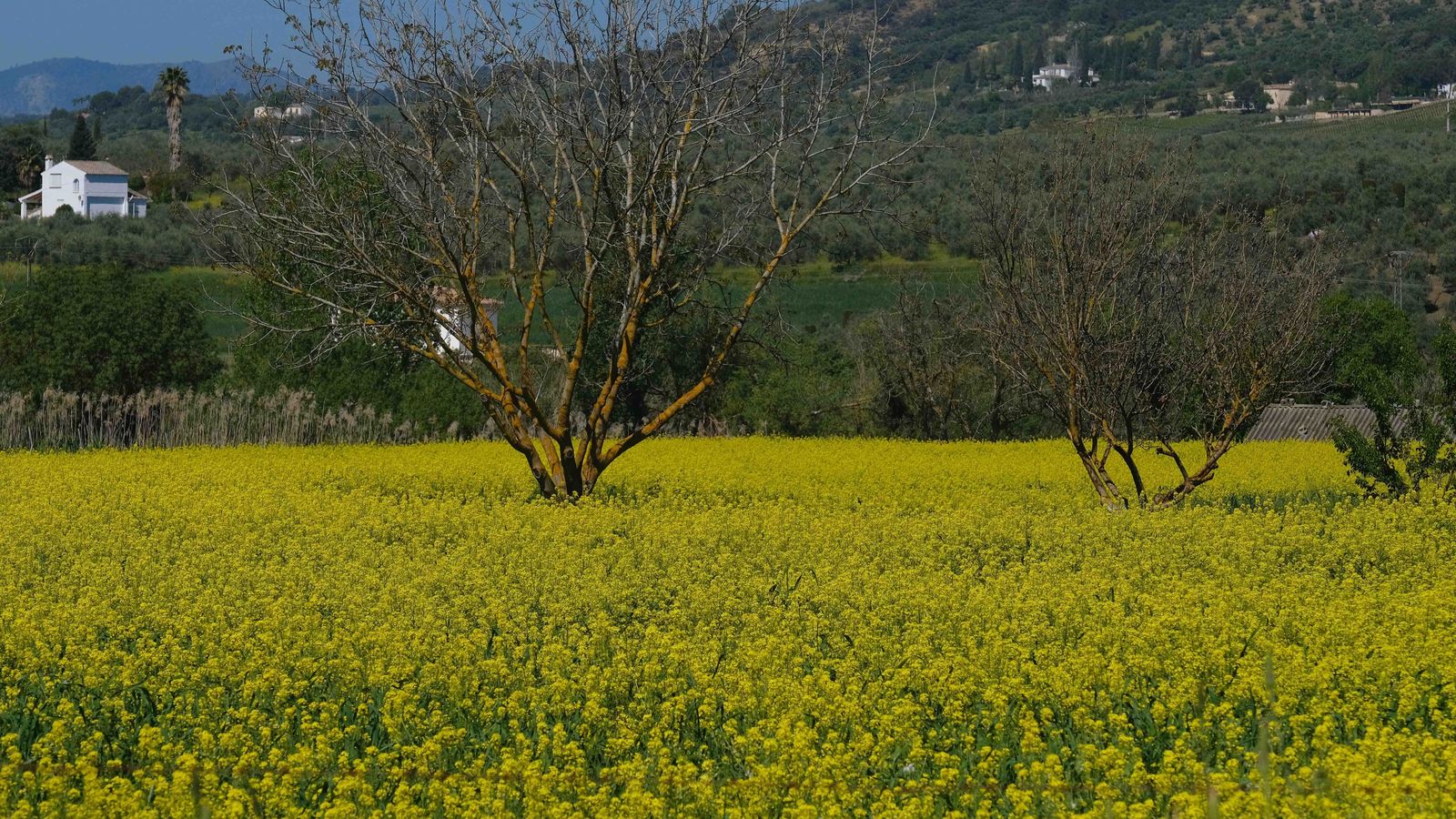El amarillo es otro de los grandes protagonistas.