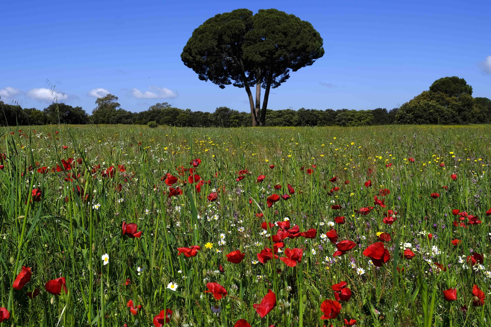 Brote de la la primavera, en fotos