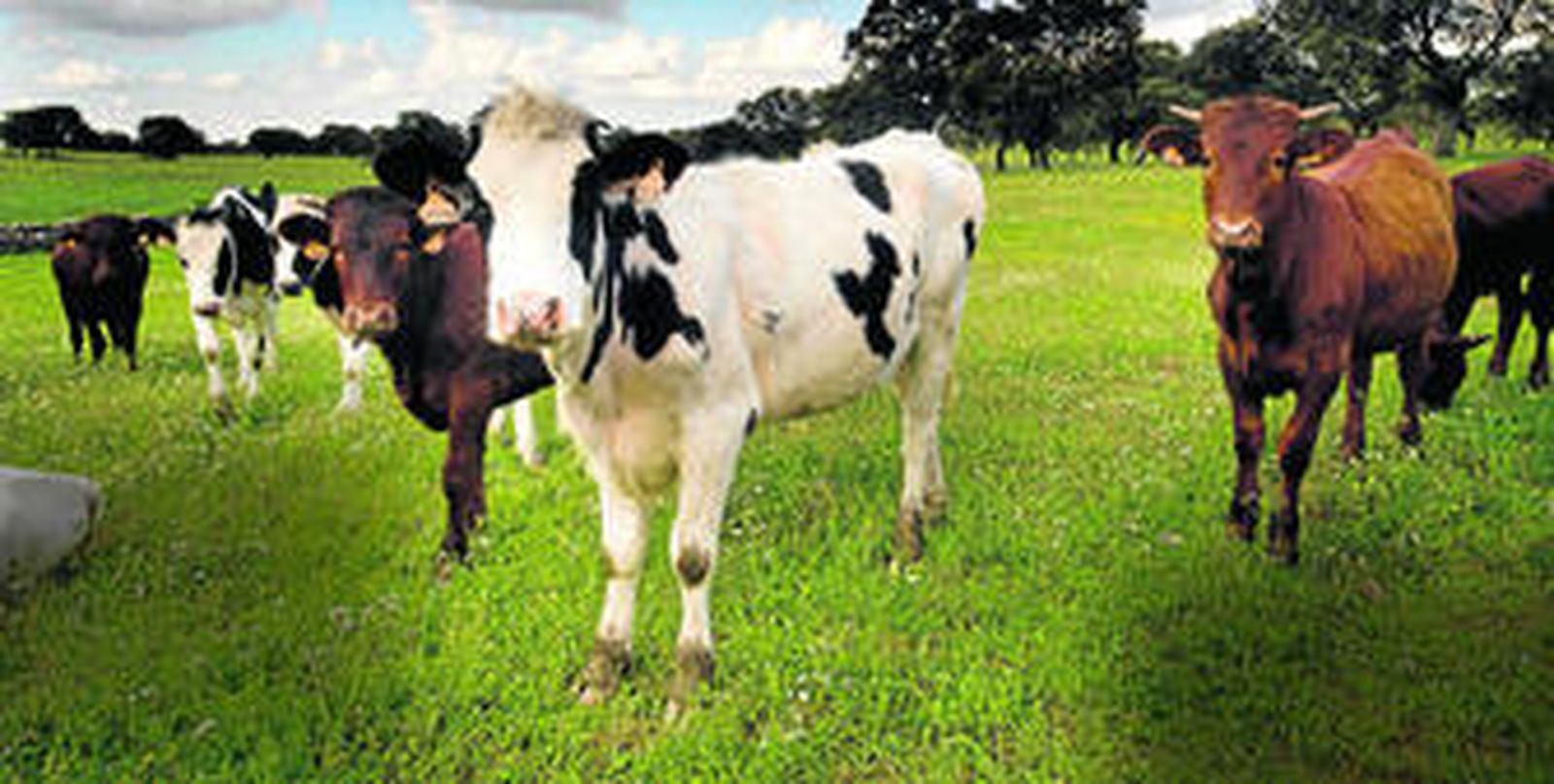 Ganadería y medio ambiente. Ganado vacuno y dehesas de encinar, una simbiosis perfecta.