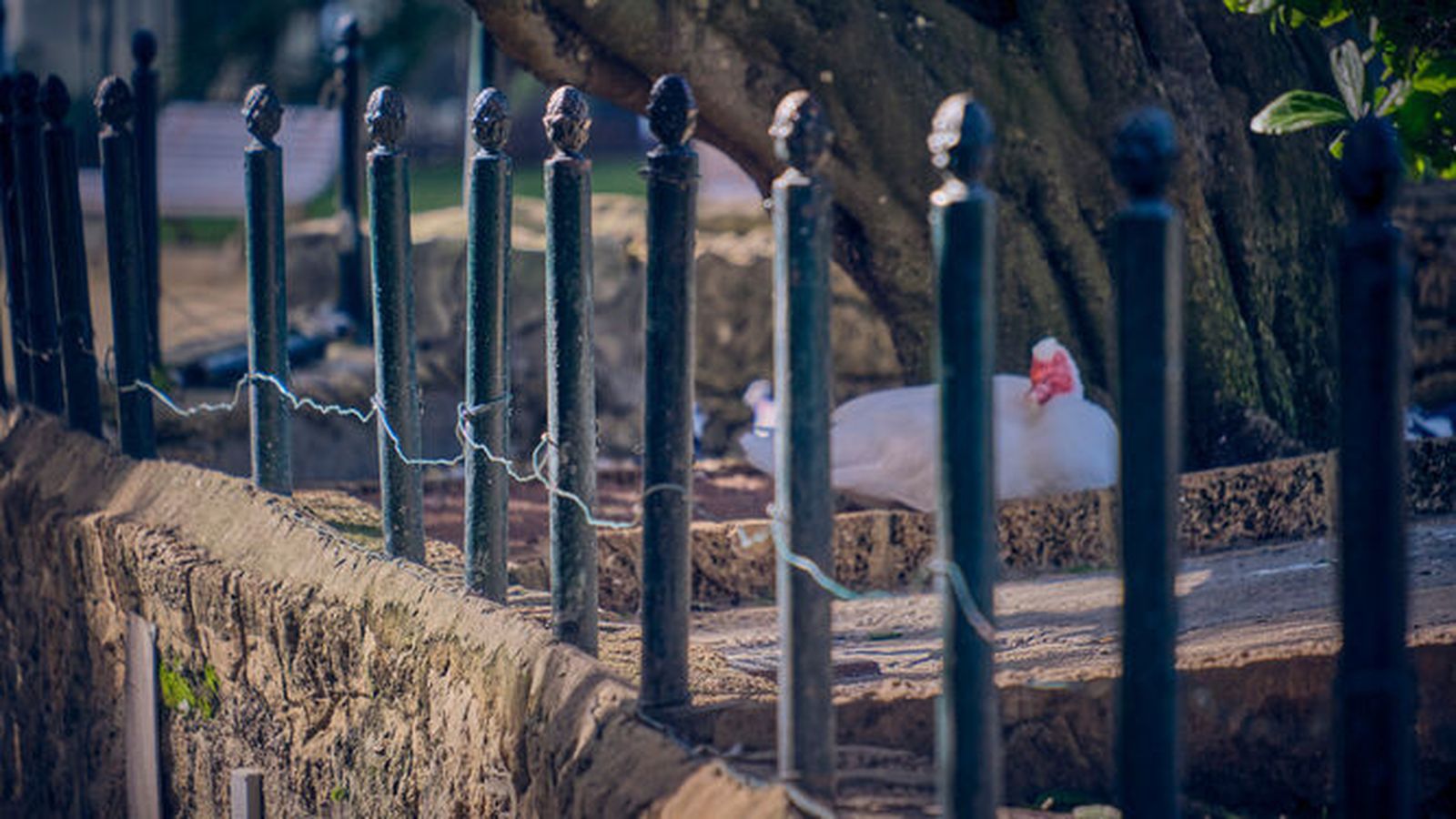 Zona de los patos del parque Genovés.