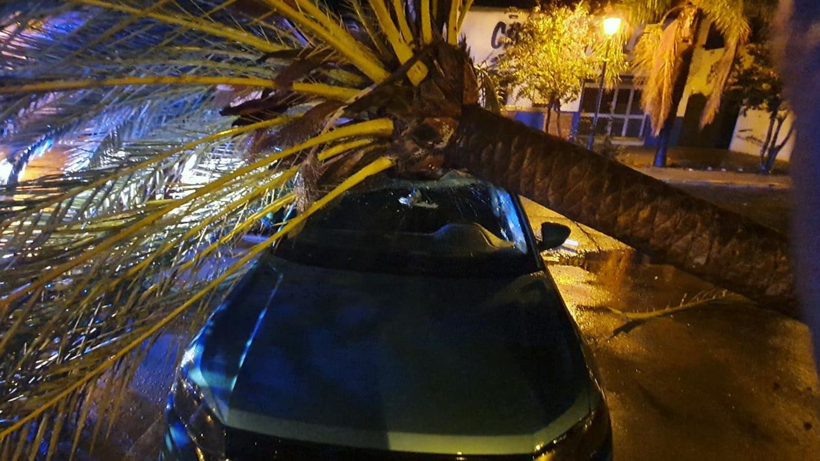 El derribo de una palmera ocasiona daños en un coche en Cartaya