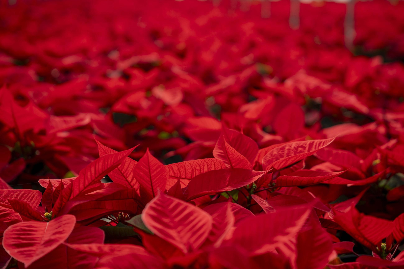 Así son las flores de pascua de SolísPlant, en imágenes