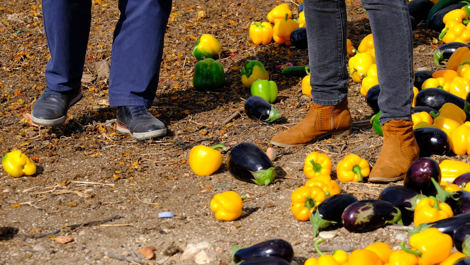 Fotogalería destrucción de pepinos en Almería