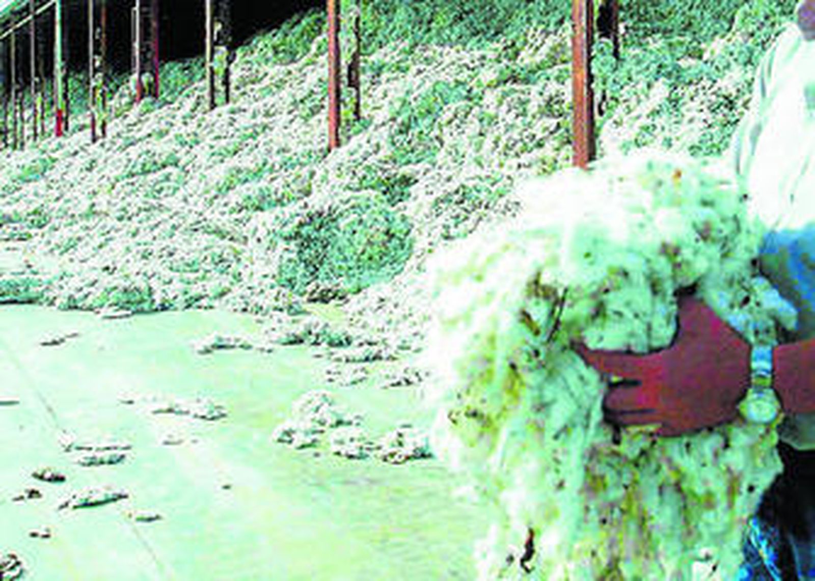 Desmotadoras y productores se han unido en defensa del sector.