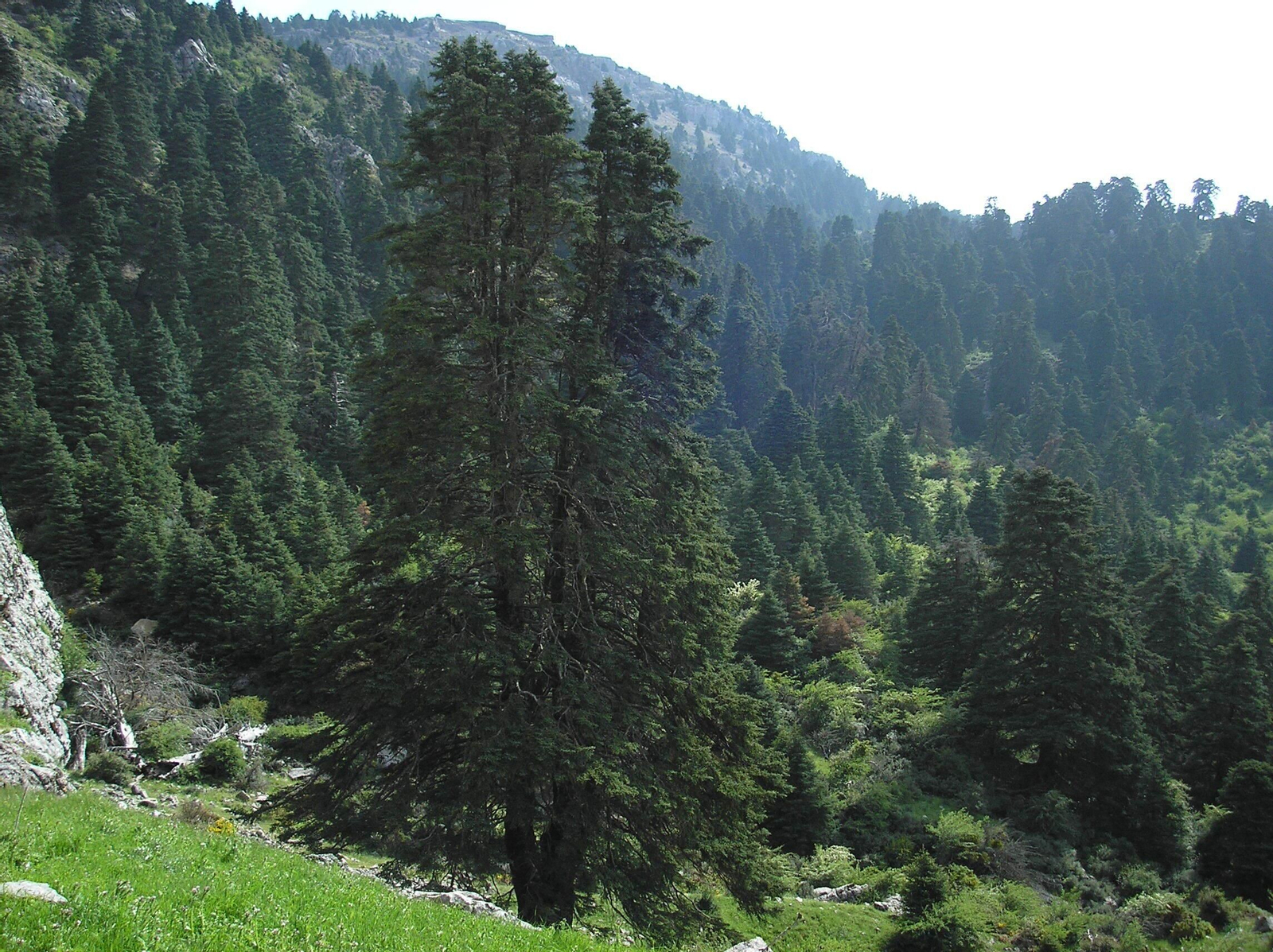 Pinsapar de la Sierra de las Nieves