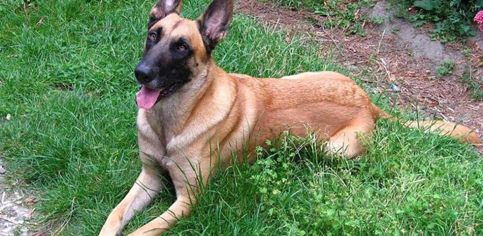 perro de la raza pastor belga